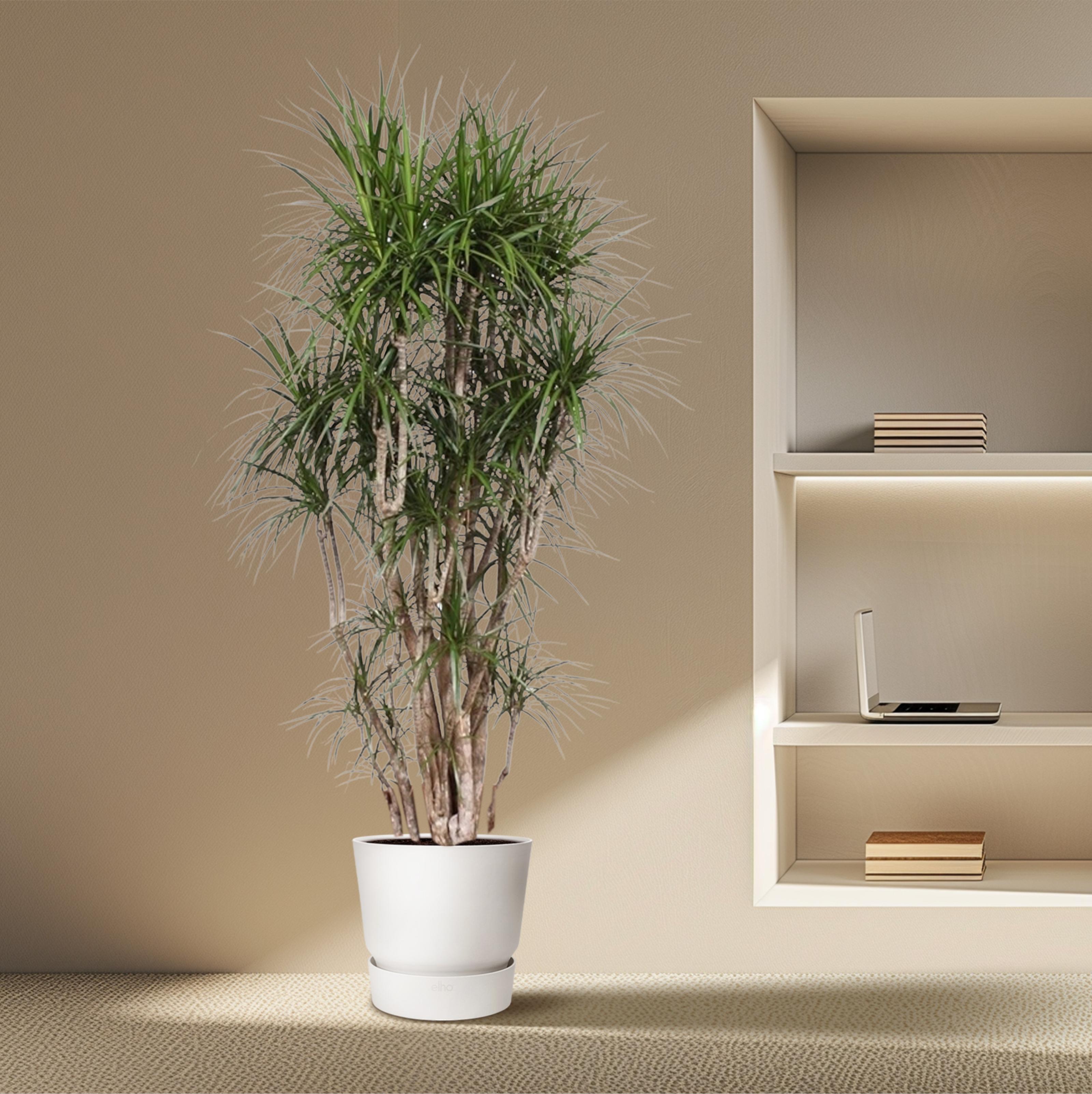 Dracaena Marginata vertakt - 220 cm - ø40 (8721055690252)