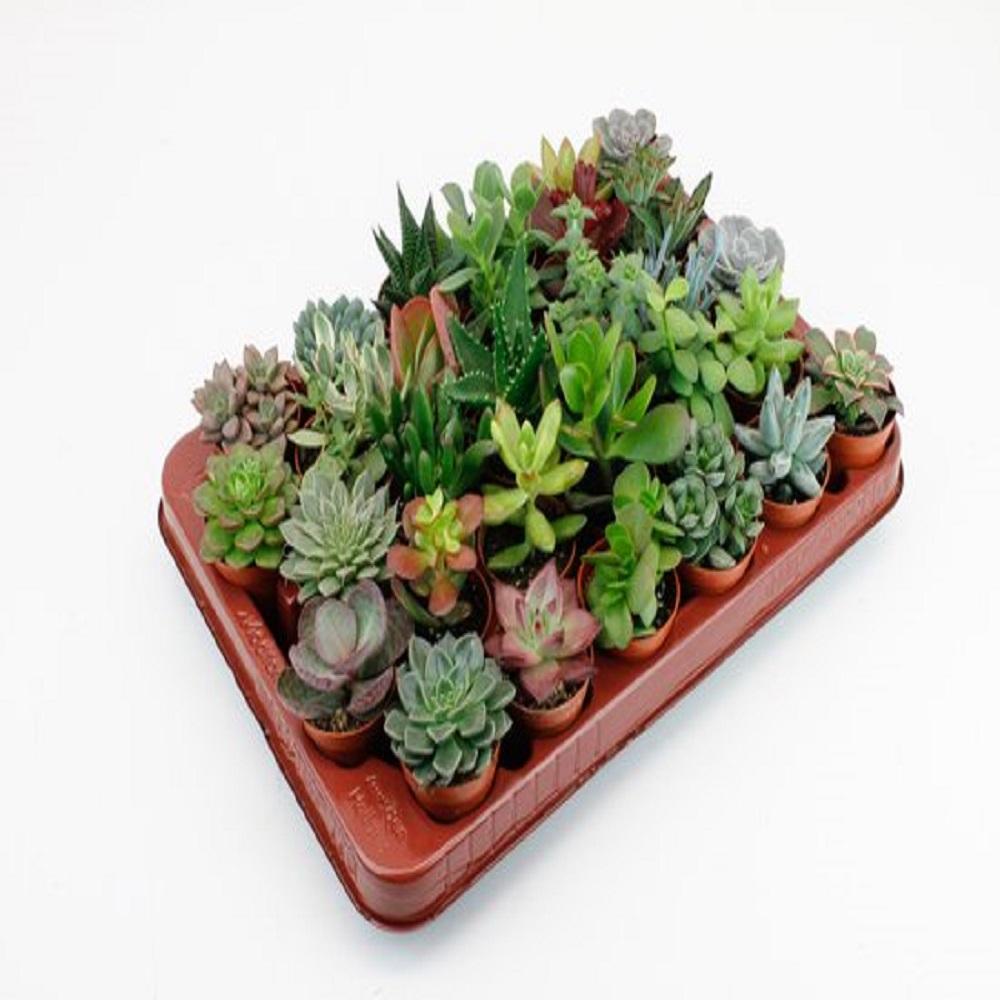 LOCK | Succulenten 30 Stuks Potmaat 5,5cm (7435835597587)