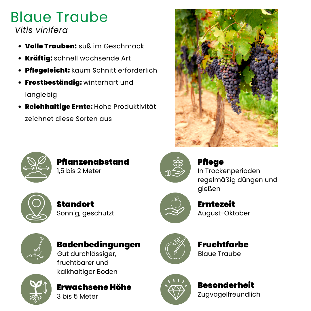 Plants by frank 3 x Biologische Druivenplanten - Ø 13 cm - ↨ 20 cm (8721001421190)