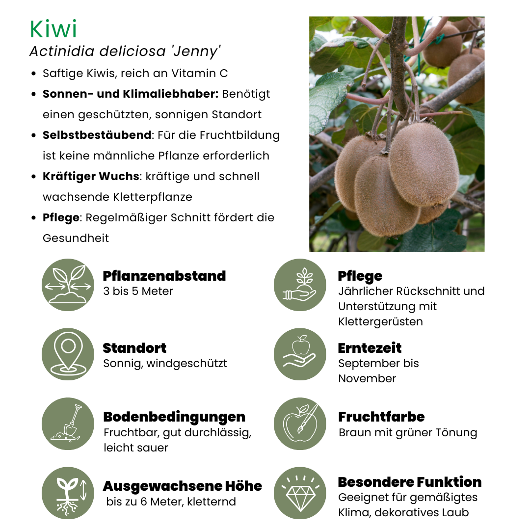 Plants by frank 3 x Biologische kiwiplanten - Ø 13 cm - ↨ 20 cm (8721001421213)