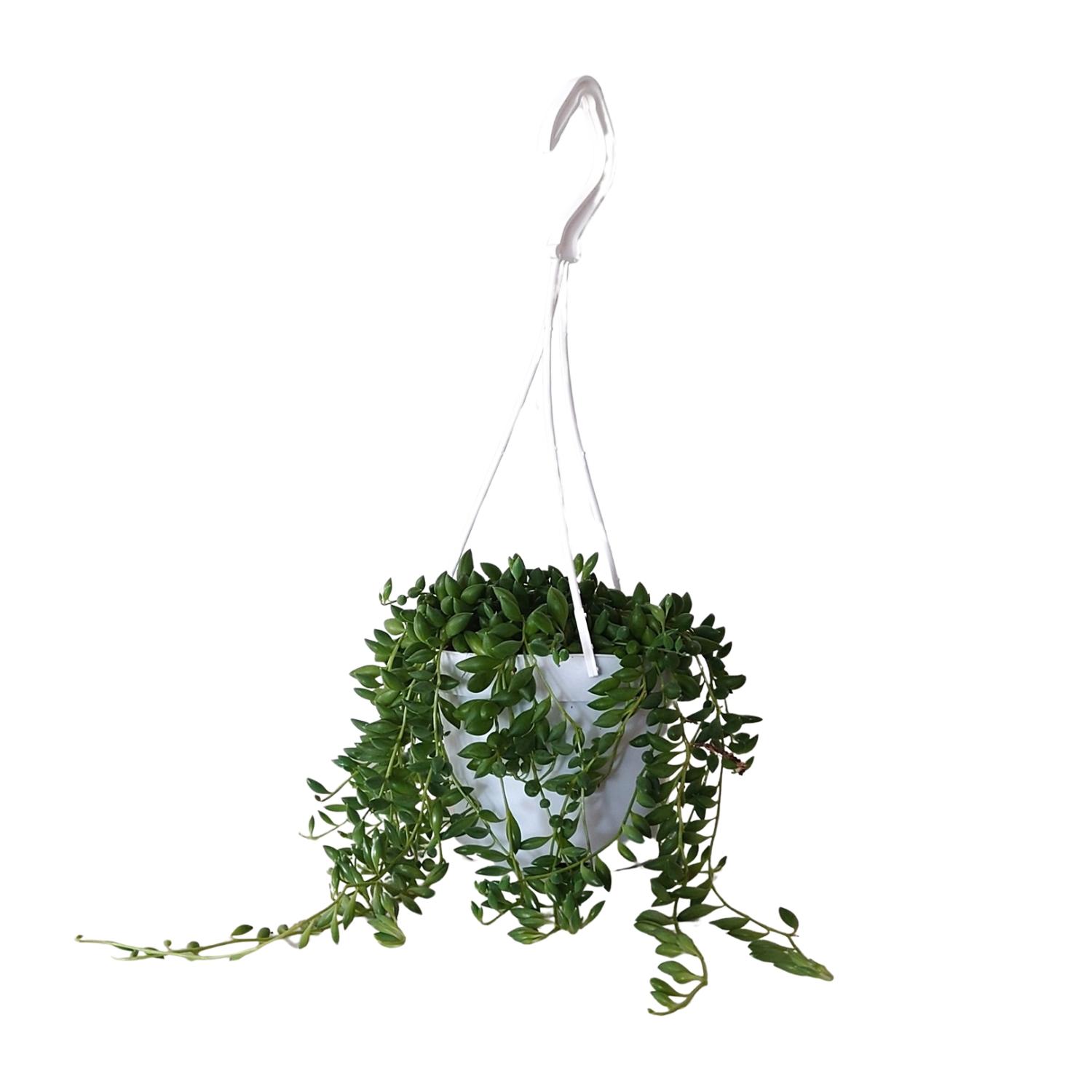 Senecio Herreianus (22443)