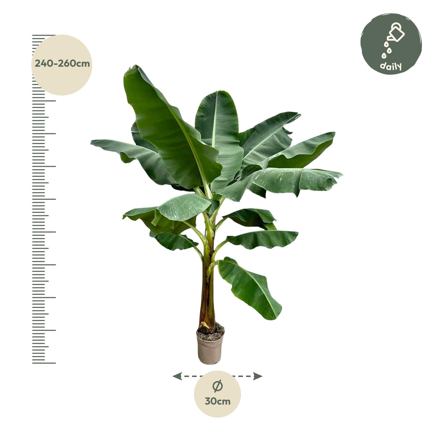 Bananenplant (Musa) - 250 cm - ø30 (8721055691792)