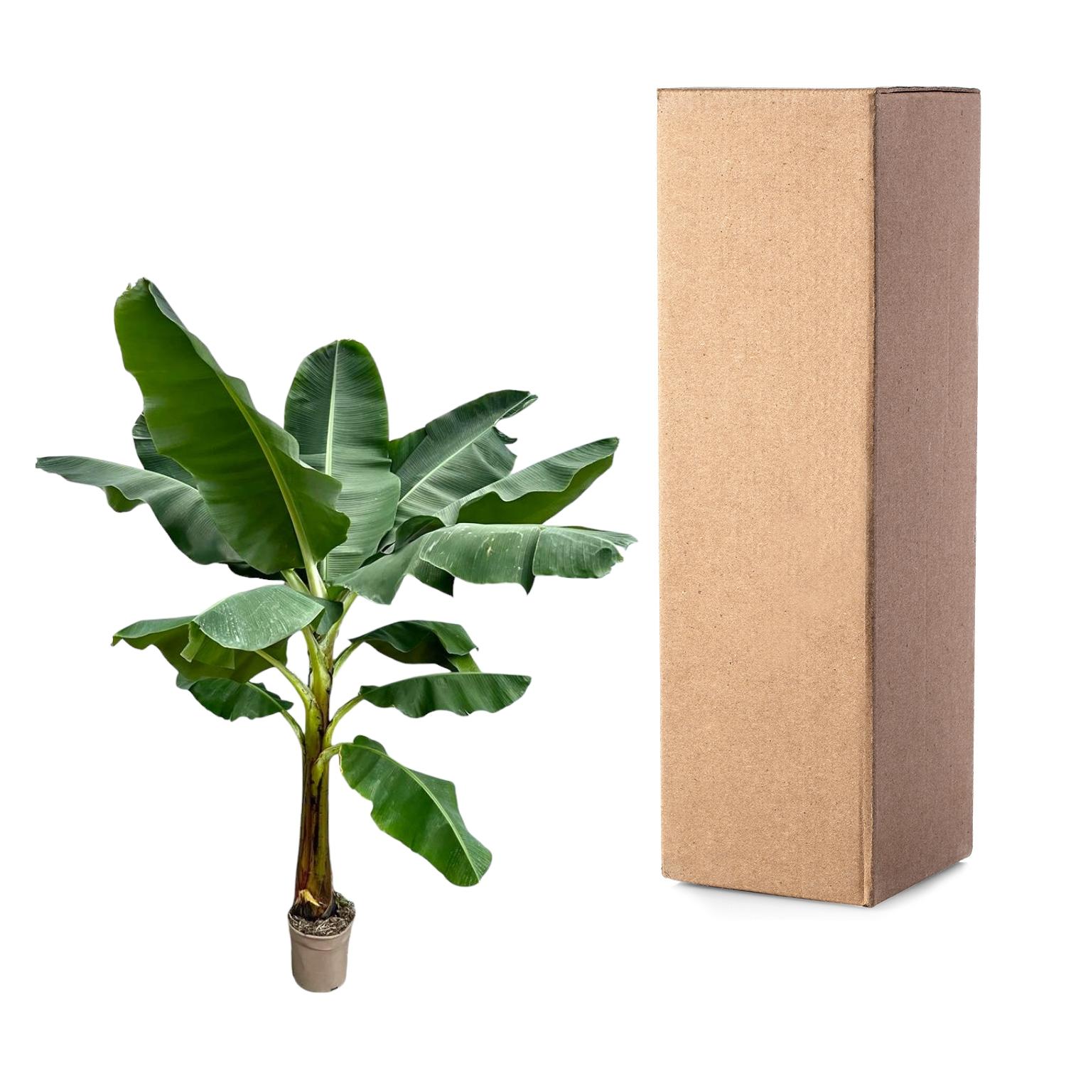 Bananenplant (Musa) - 250 cm - ø30 (8721055691792)