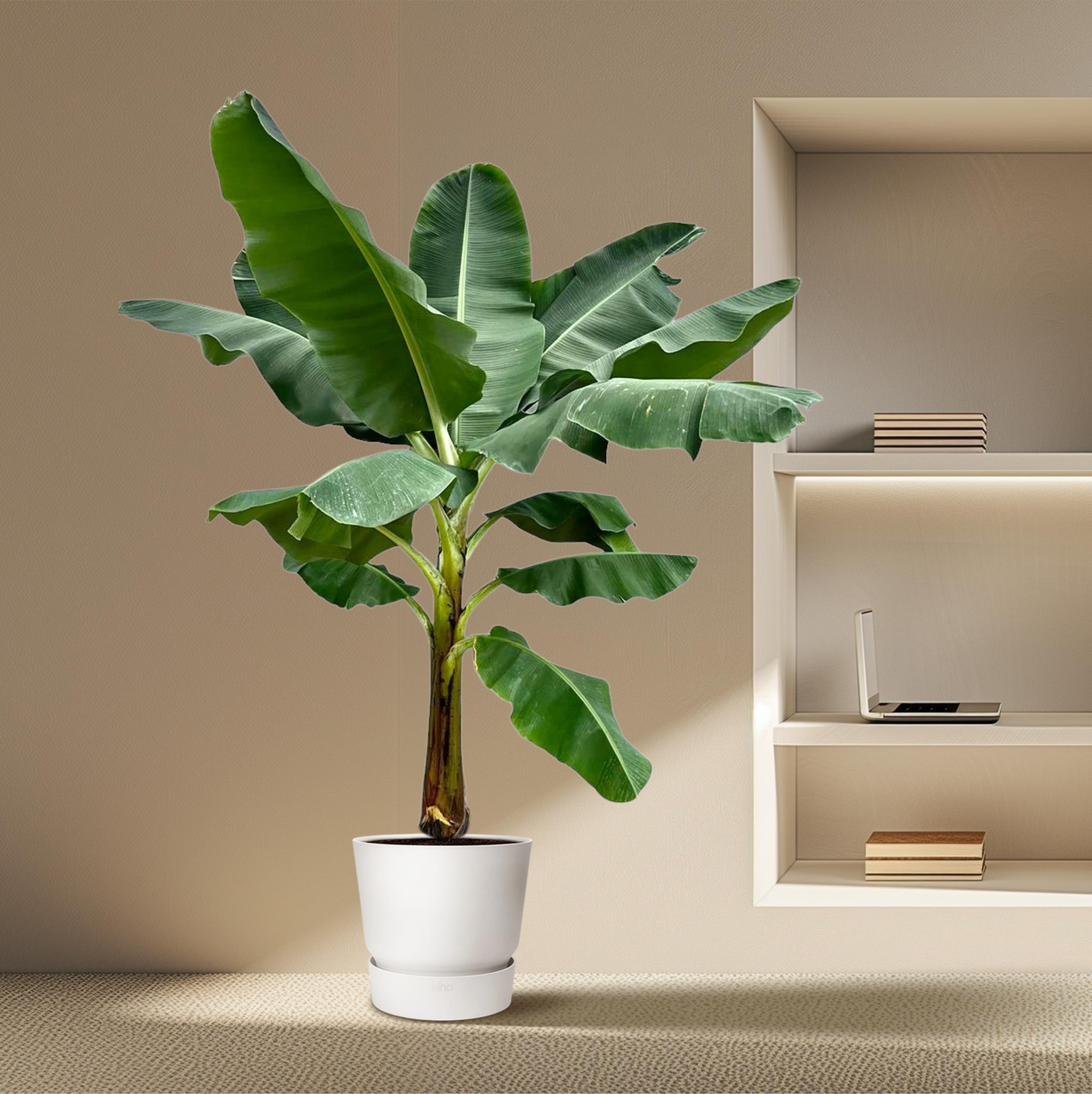 Bananenplant (Musa) - 250 cm - ø30 (8721055691792)