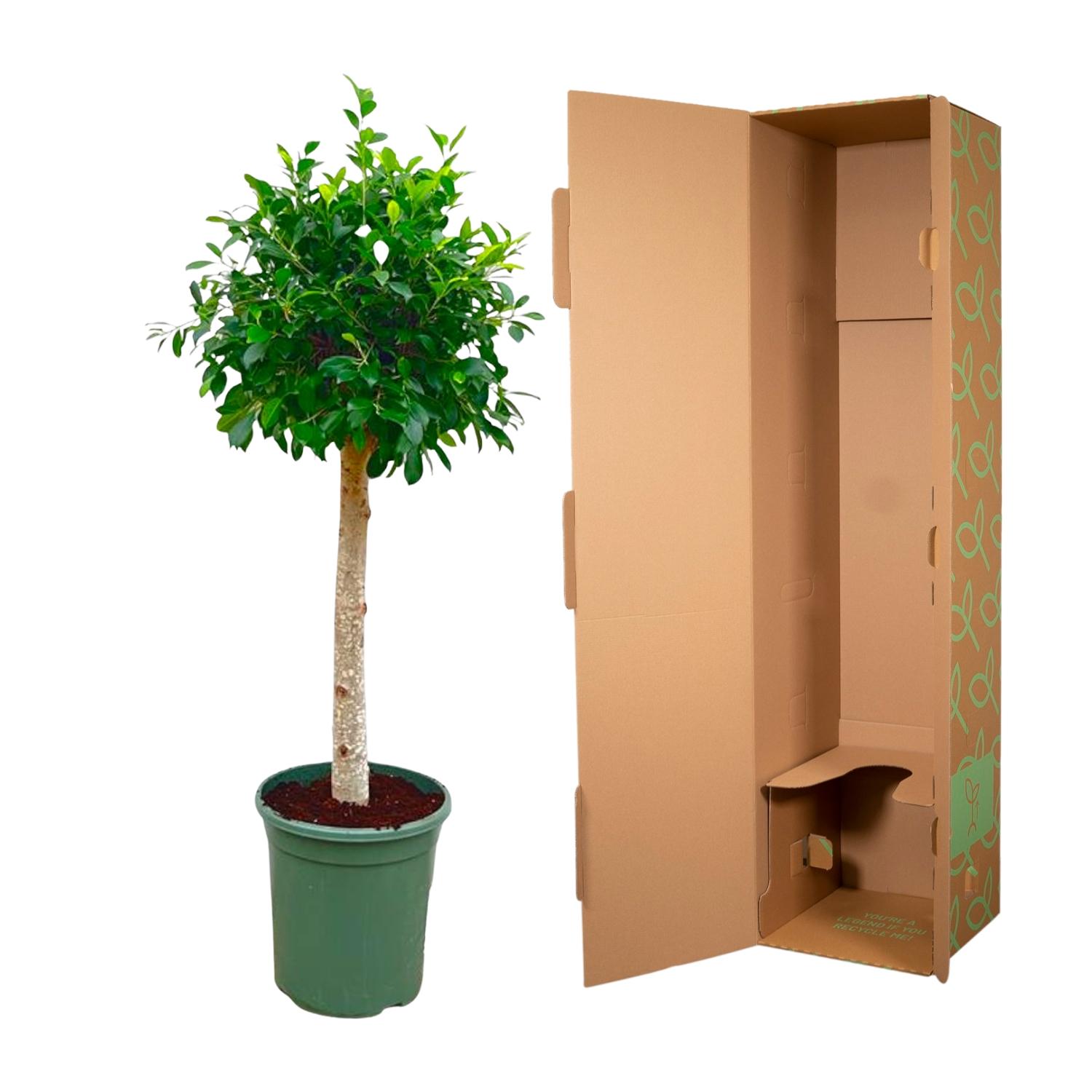 Ficus Nitida op stam - 130 cm - ø30 (8721055691877)