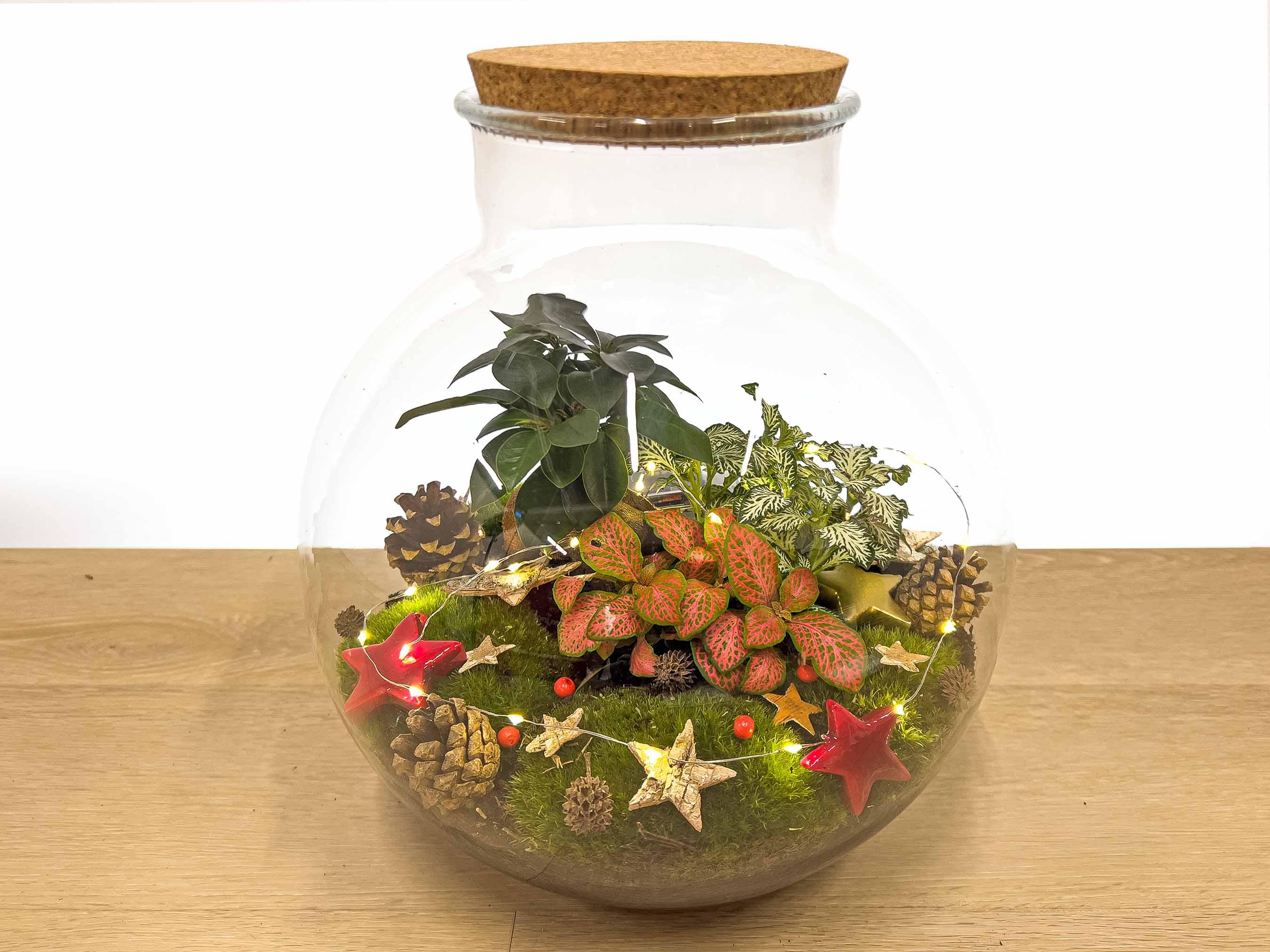 Bolder Bob Bonsai Christmas - DIY (23488)
