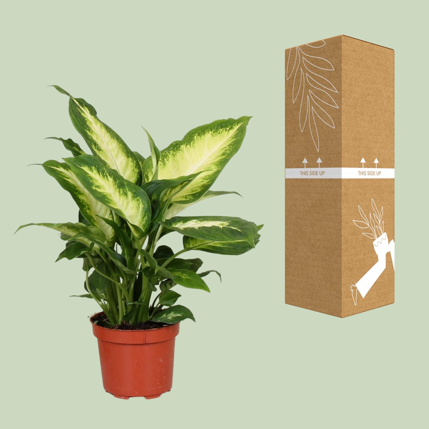 Dieffenbachia Camilla (9601)