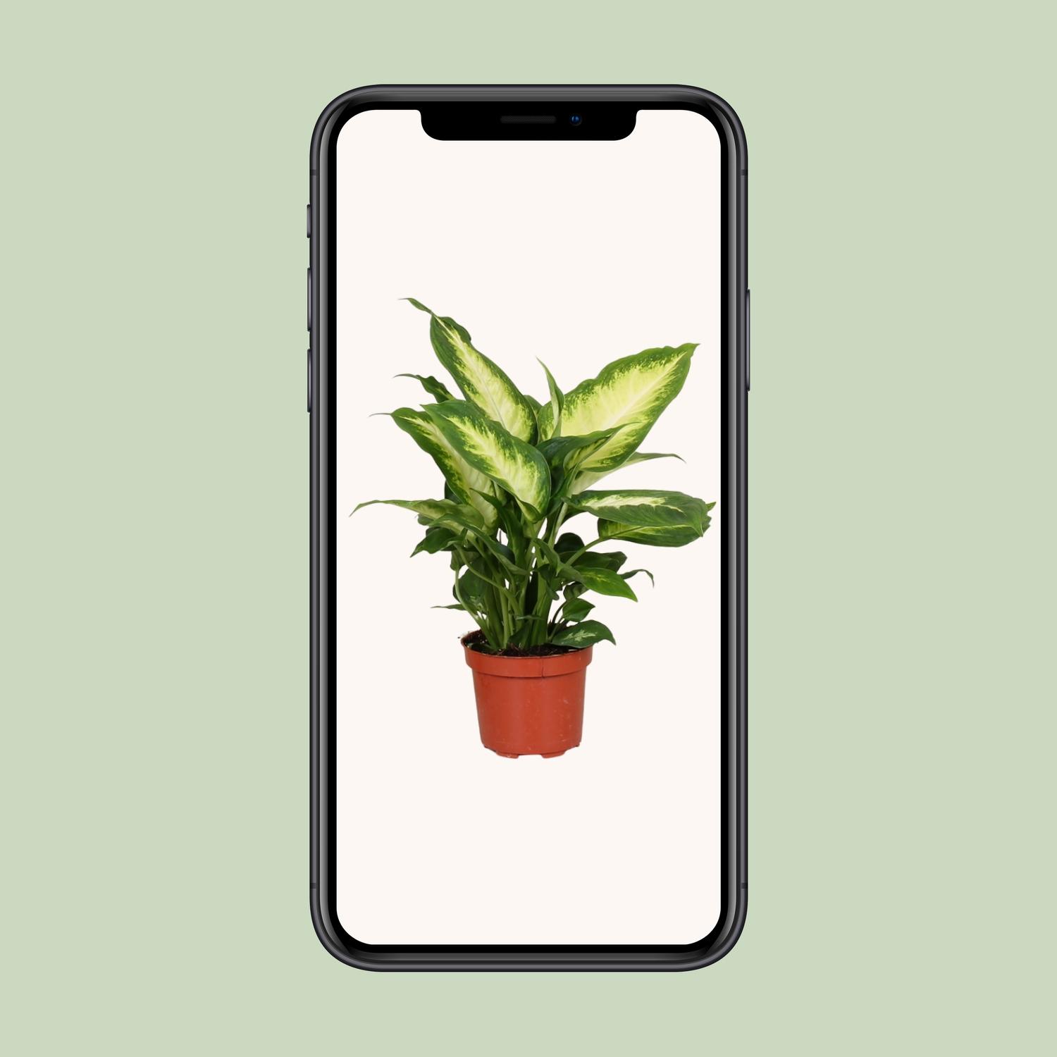Dieffenbachia Camilla (9601)