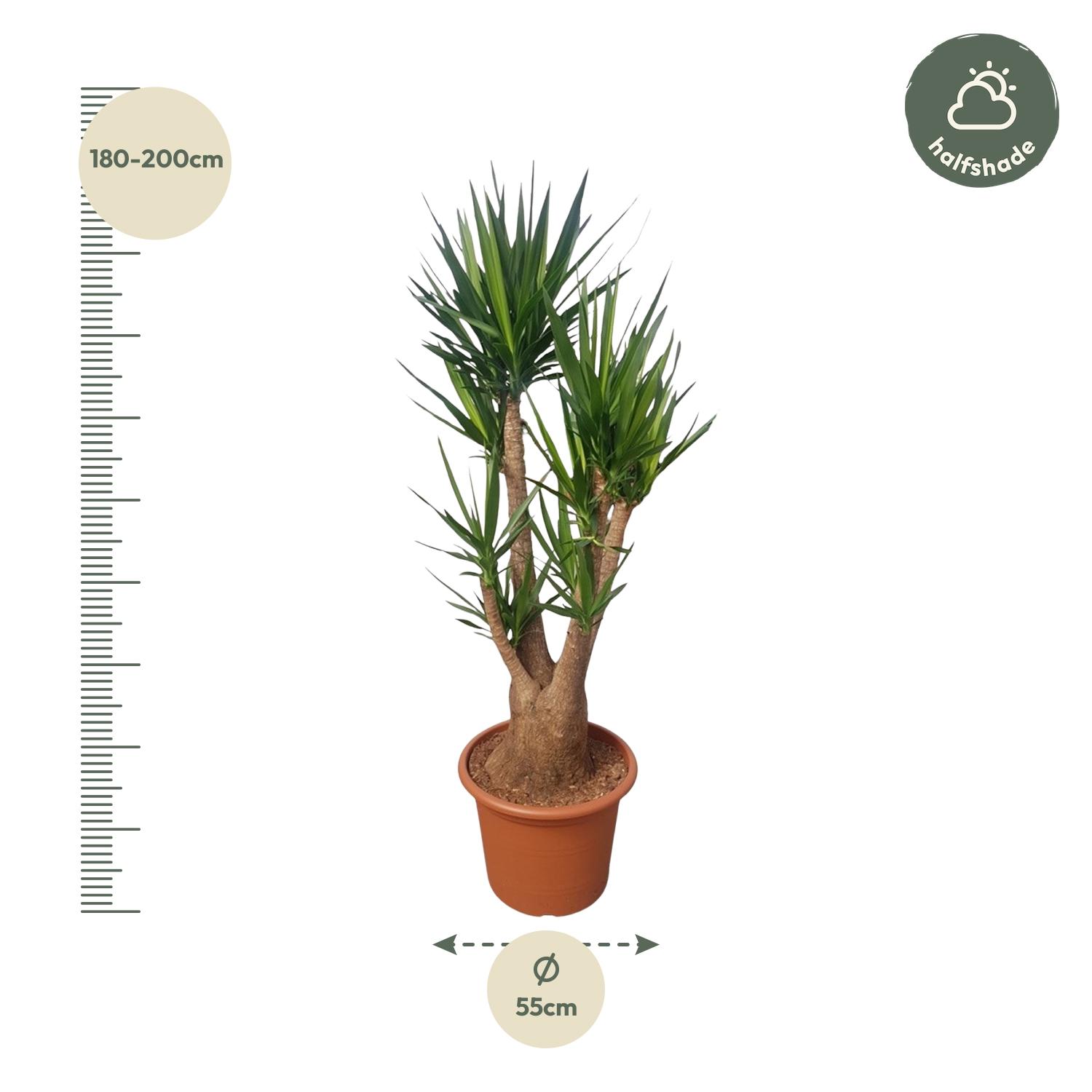 Yucca Elephantipes vertakt - 190 cm - ø55 (8721055691747)