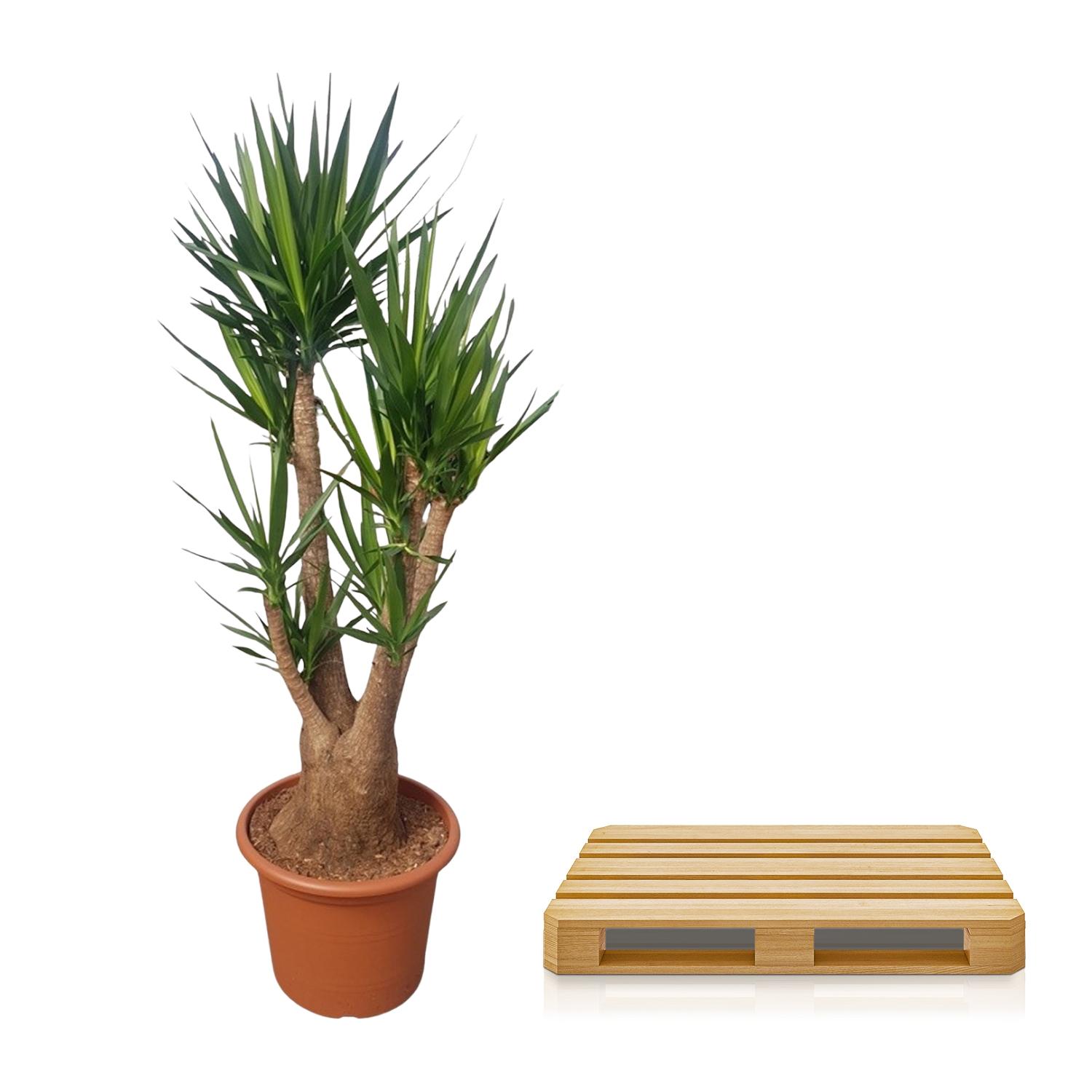 Yucca Elephantipes vertakt - 190 cm - ø55 (8721055691747)