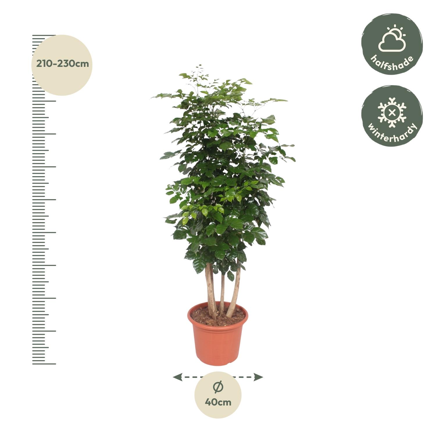 Radermachera Hainanensis - 190 cm - ø40 (8721055691341)