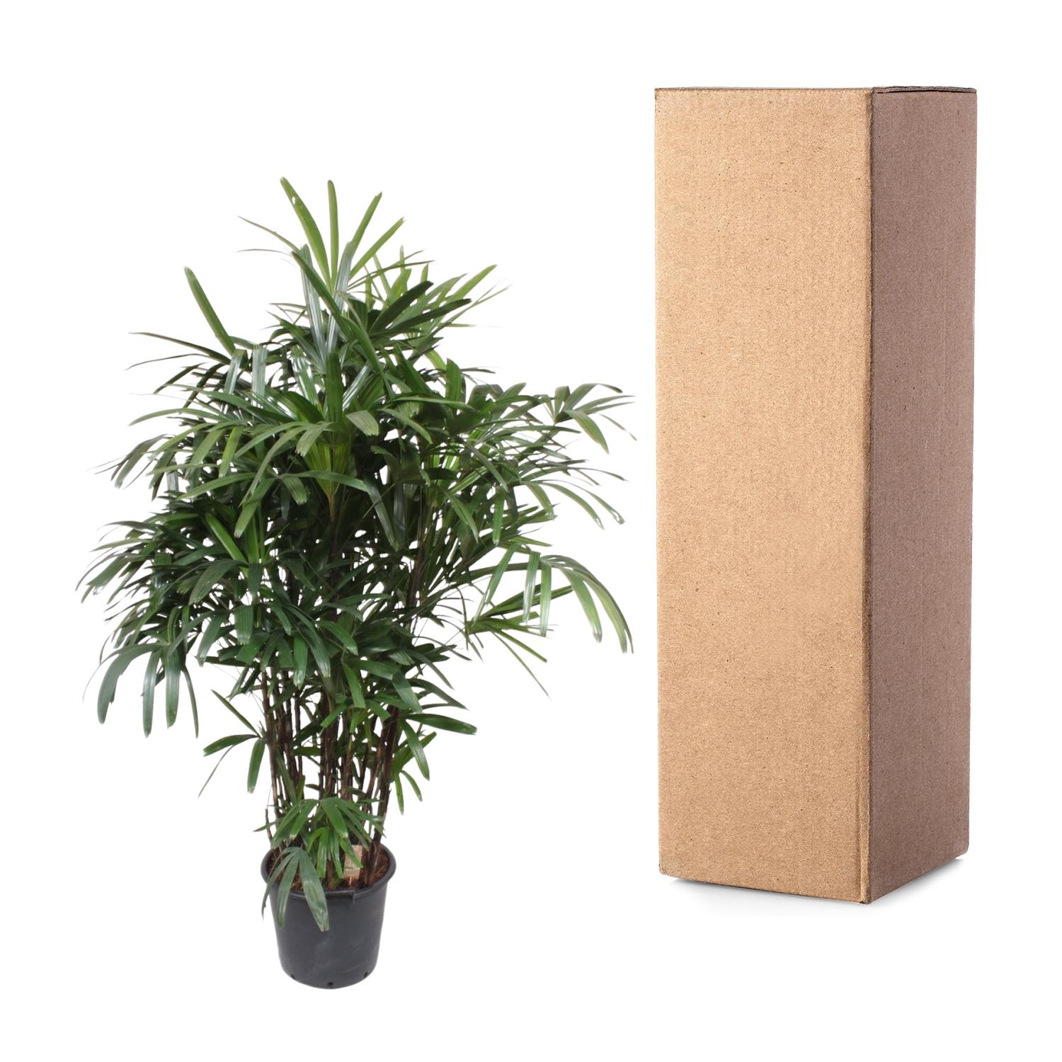 Rhapis Excelsa -200 cm - ø34 (8721055691372)