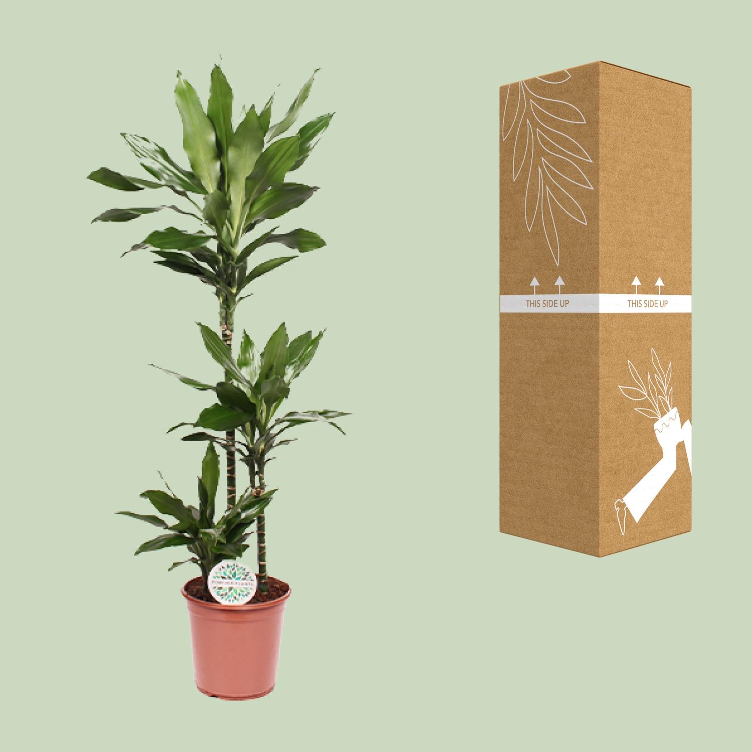 Dracaena Janet Lind (15789)