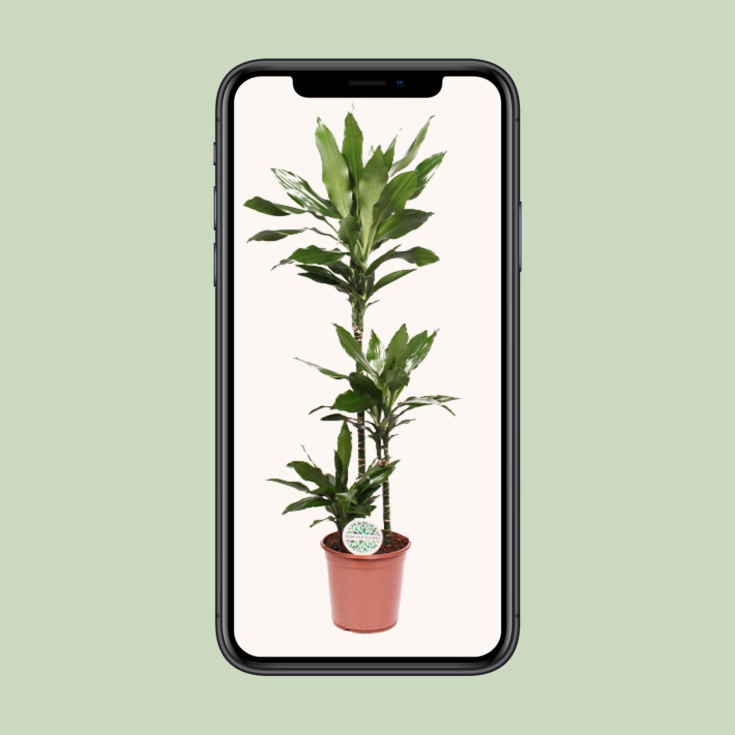 Dracaena Janet Lind (15789)