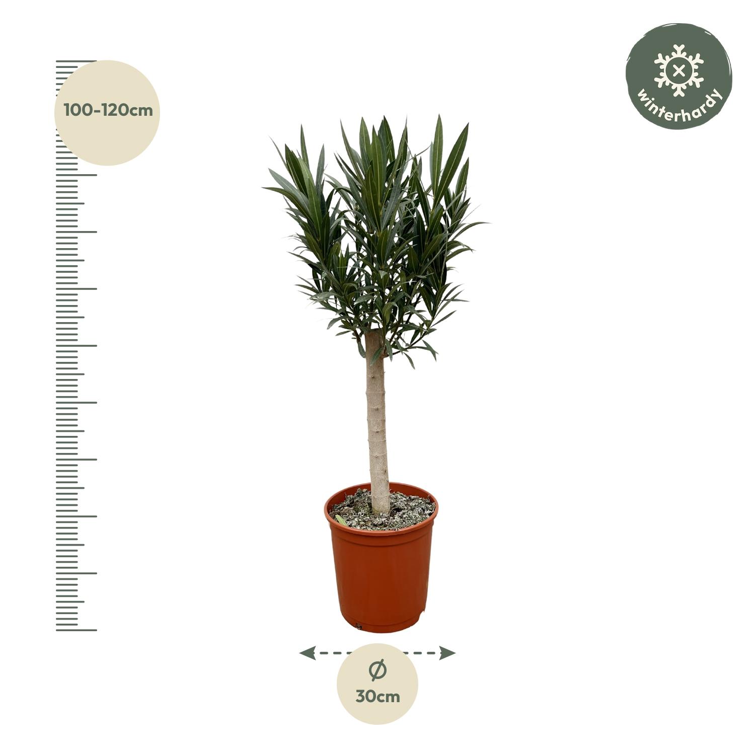 Nerium Oleander op stam met rode bloem (8721055693680)