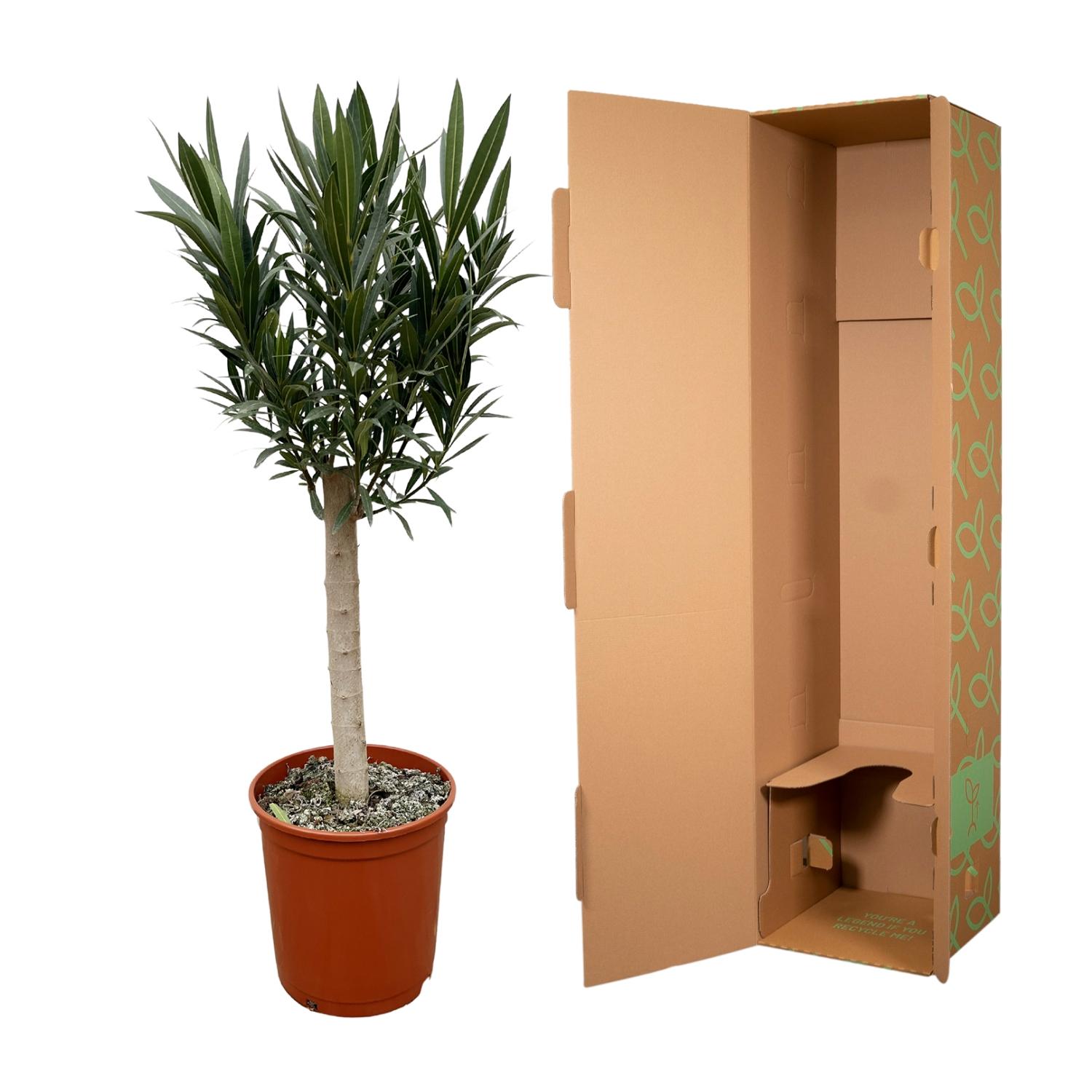Nerium Oleander op stam met rode bloem (8721055693680)