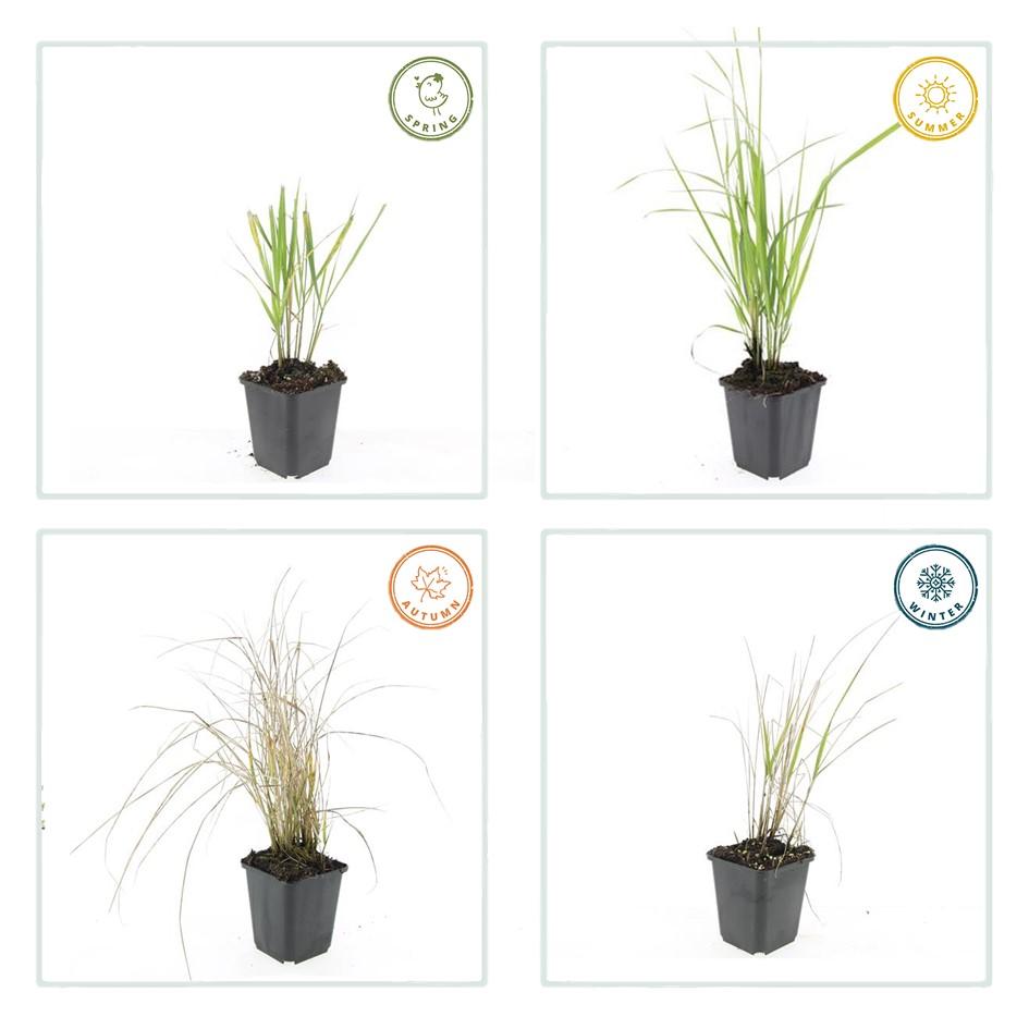 Garden basics 48x Calamagrostis acut. 'Karl Foerster' - ↕10-25cm - Ø9cm (50377)