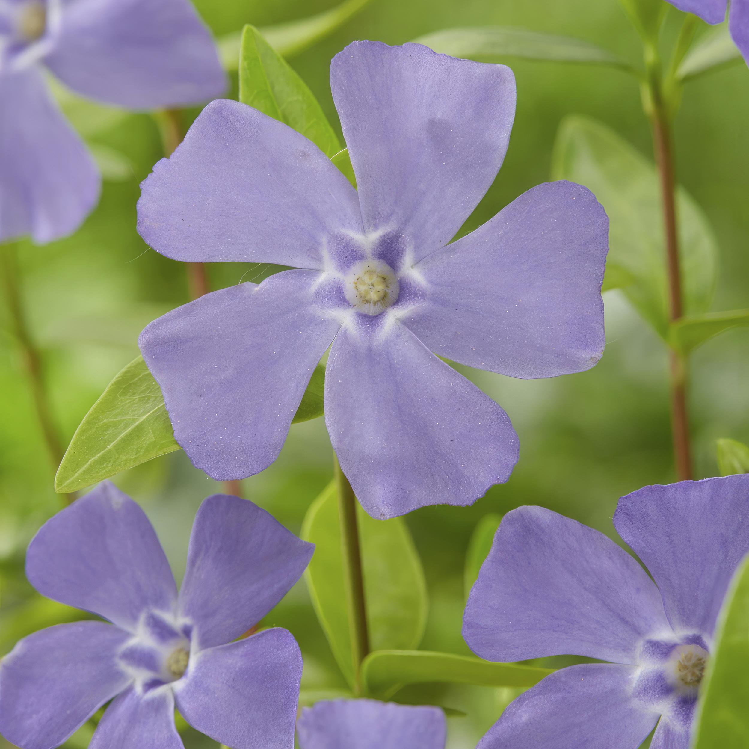 Garden basics 24x Vinca minor - ↕10-25cm - Ø9cm (50348)
