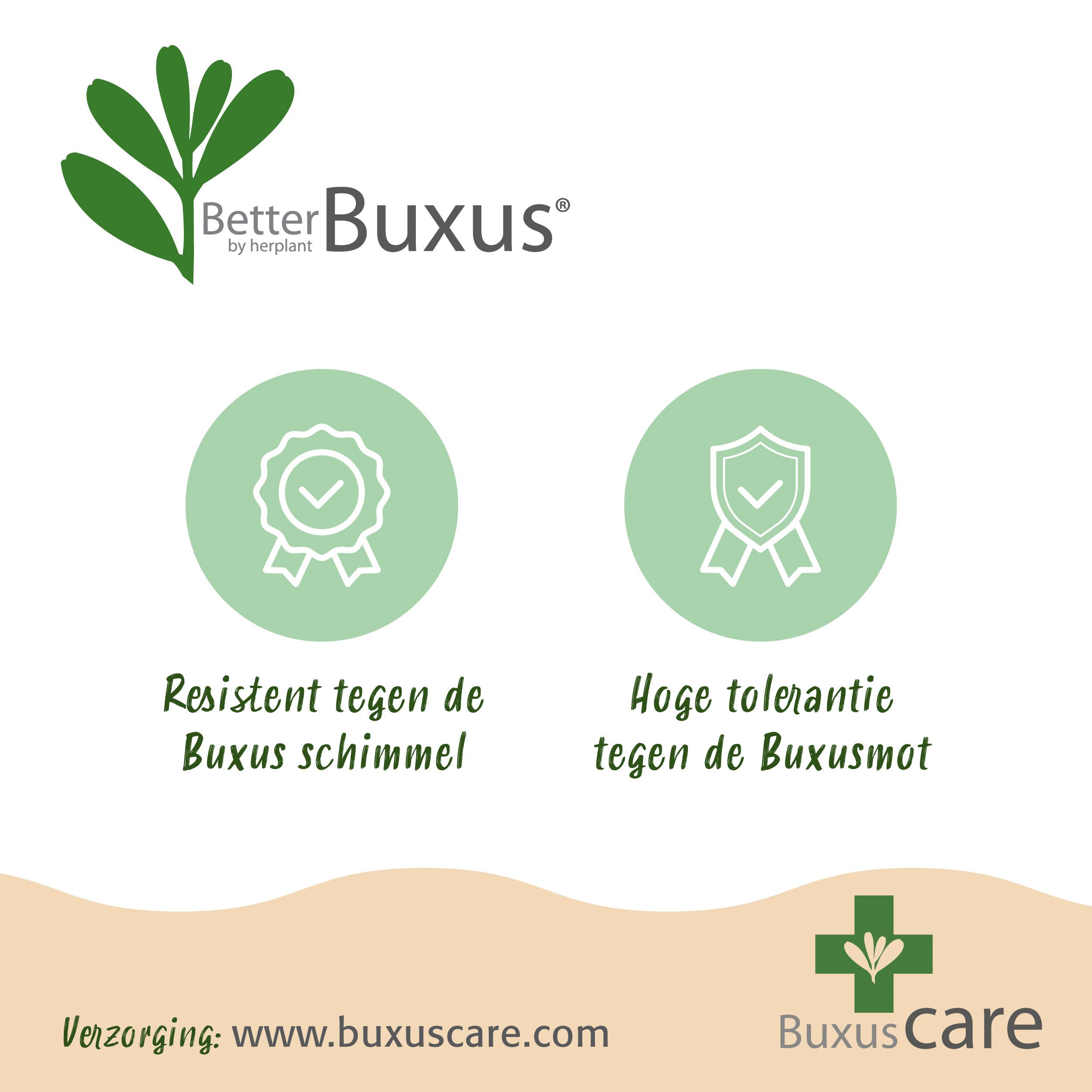 Buxus Haag - BetterBuxus Babylon Beauty - Resistant tegen de Buxus schimmel - 12 planten - 2 strekkende meter - pot 13cm hoogte 30-35 (8720862103559)
