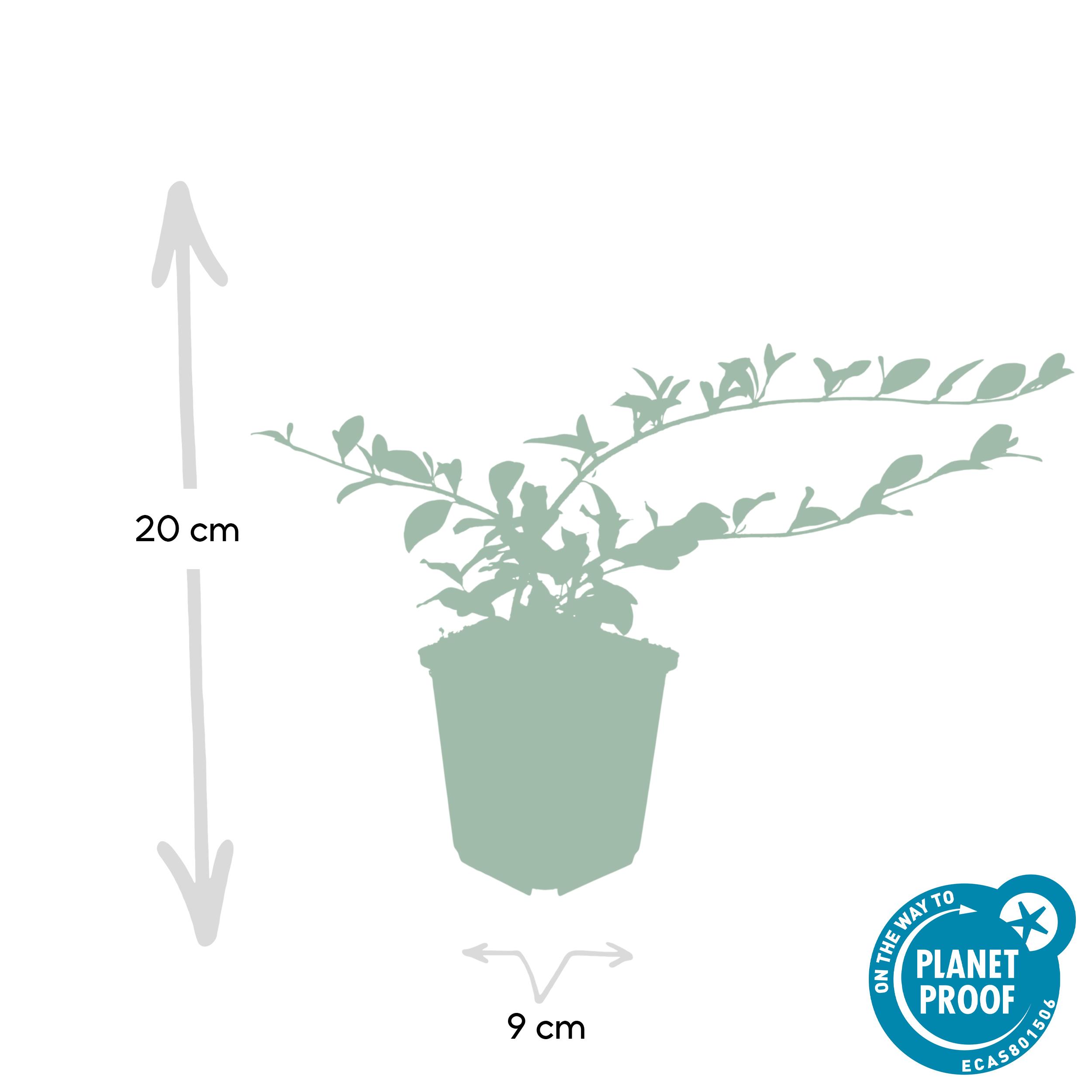 Garden basics 24x Cotoneaster dam. 'Major' - Ø9cm (50280)