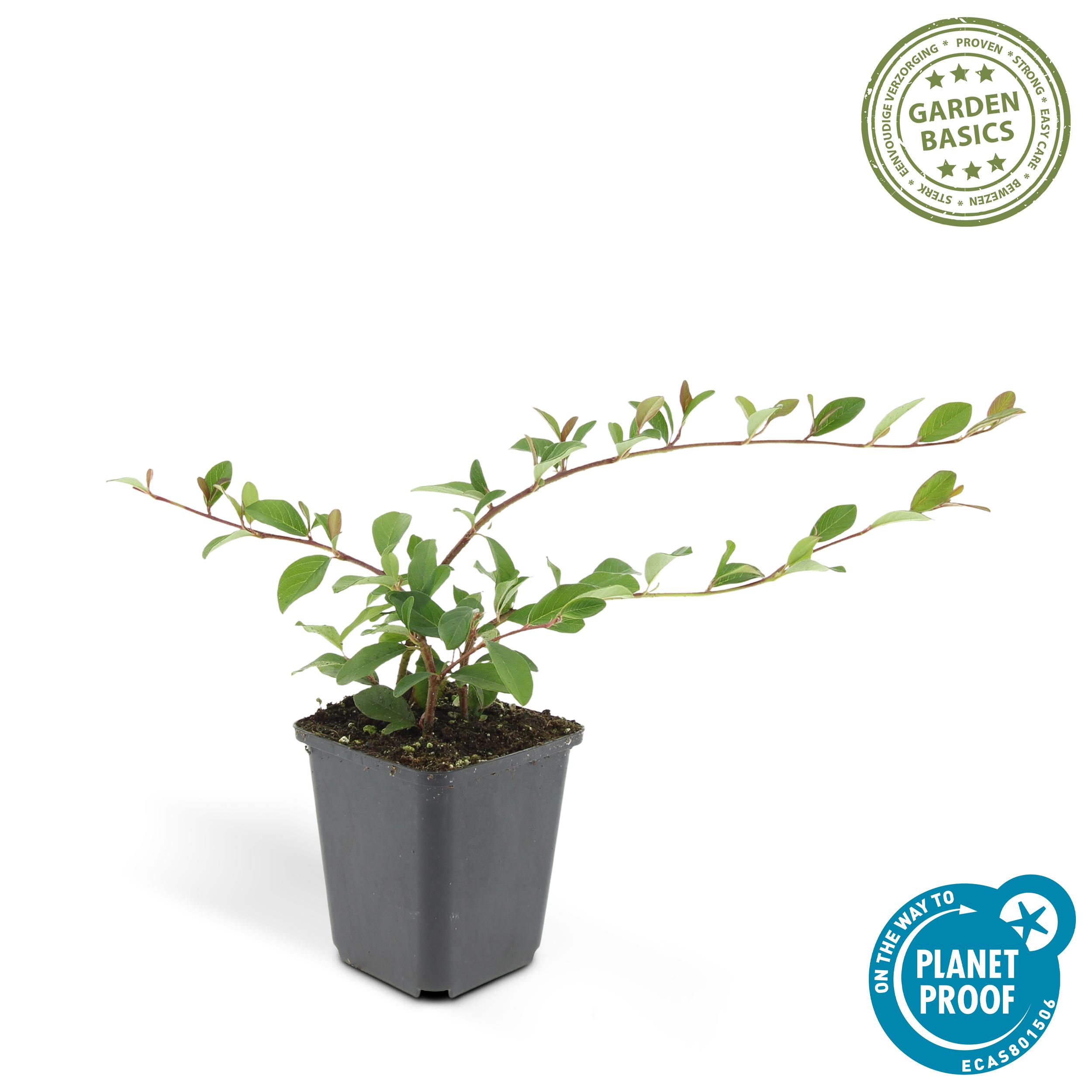 Garden basics 24x Cotoneaster dam. 'Major' - Ø9cm (50280)