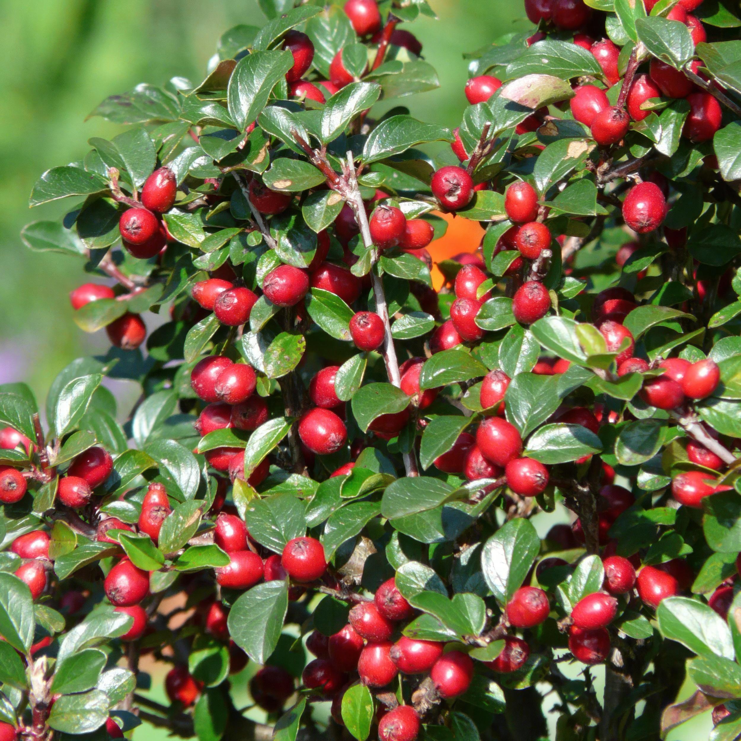 Garden basics 24x Cotoneaster dam. 'Major' - Ø9cm (50280)