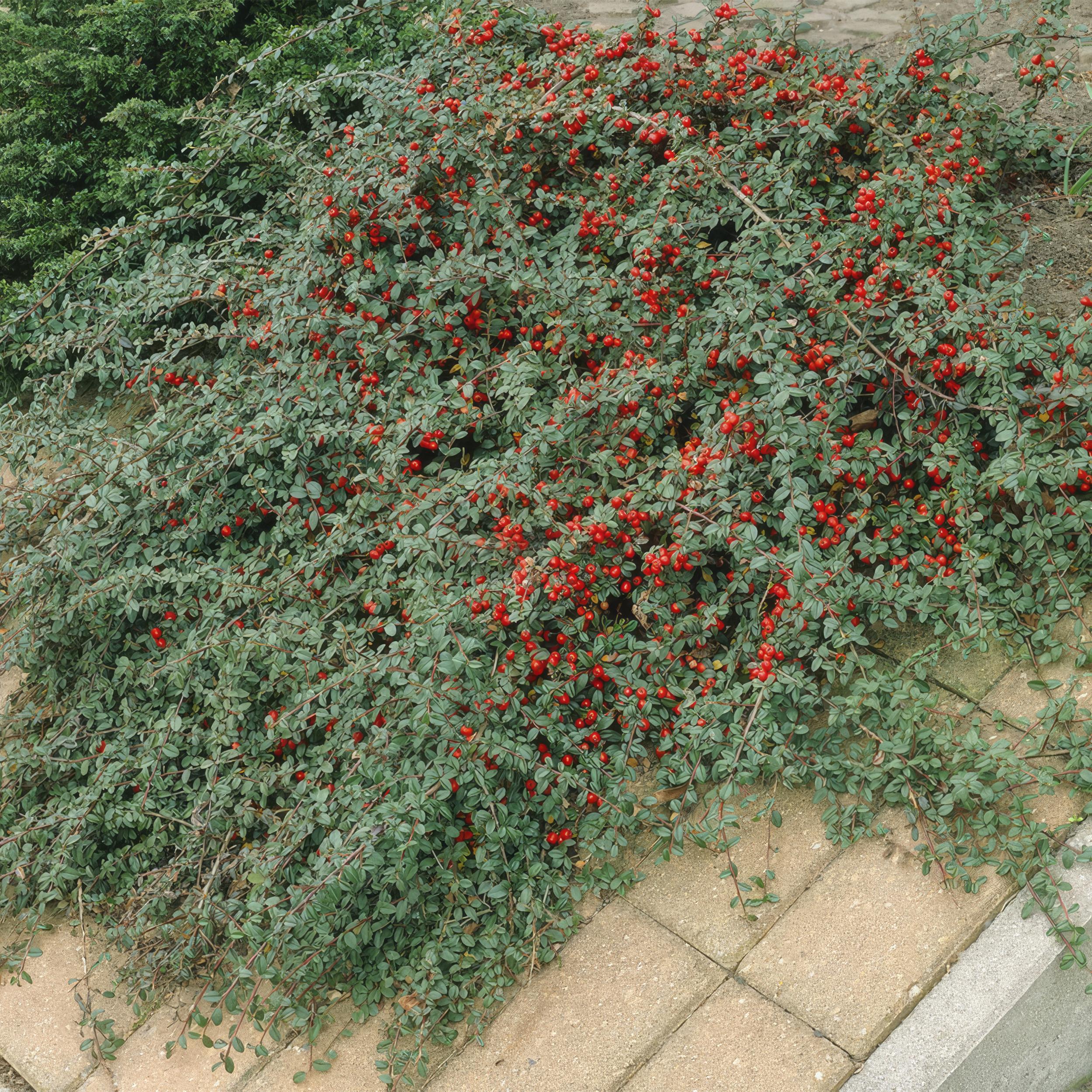 Garden basics 24x Cotoneaster dam. 'Major' - Ø9cm (50280)