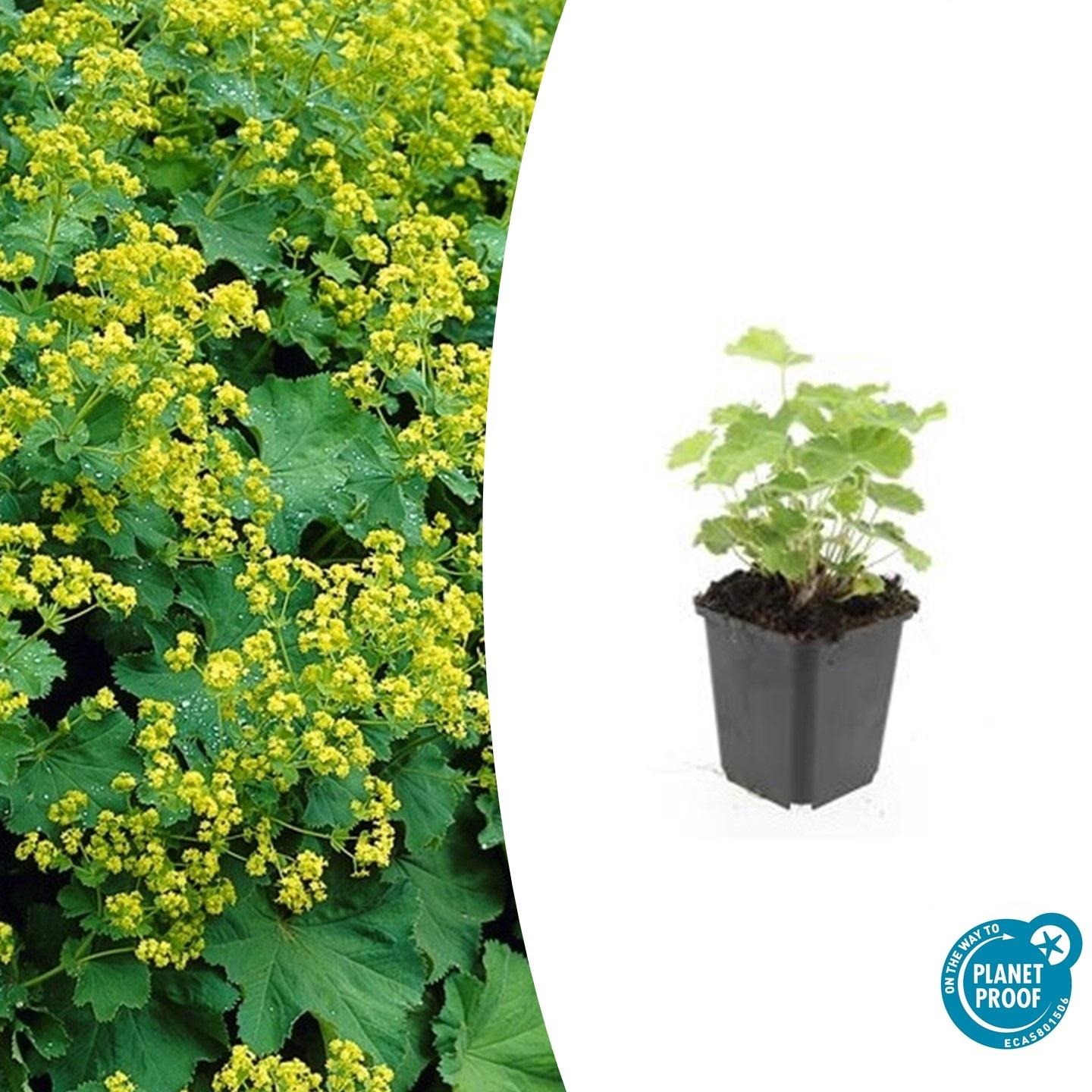 Garden basics 48x Alchemilla mollis - ↕10-25cm - Ø9cm (50275)