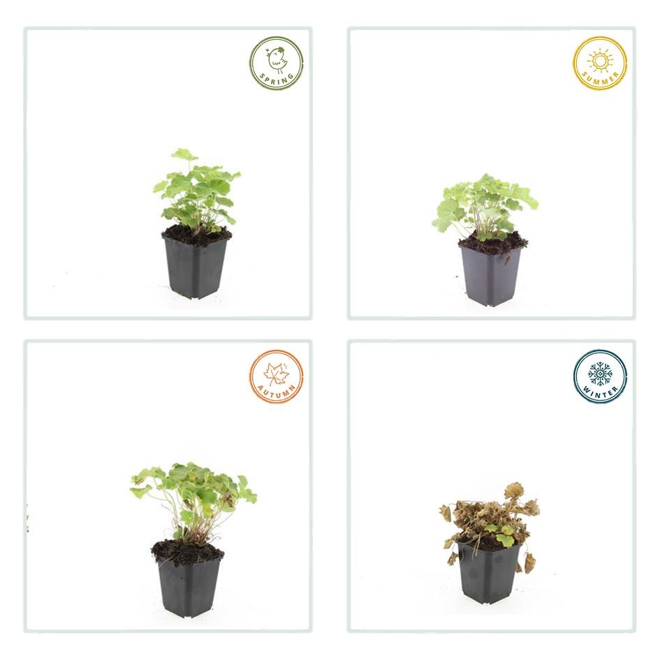 Garden basics 48x Alchemilla mollis - ↕10-25cm - Ø9cm (50275)