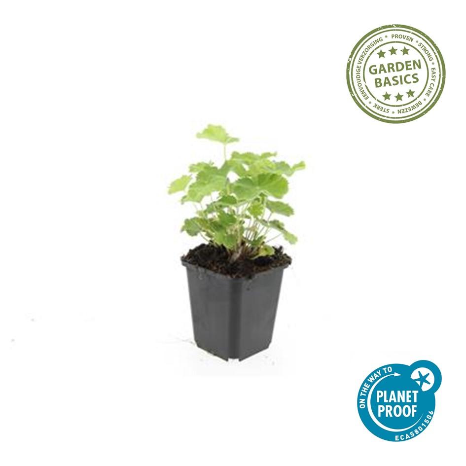 Garden basics 48x Alchemilla mollis - ↕10-25cm - Ø9cm (50275)