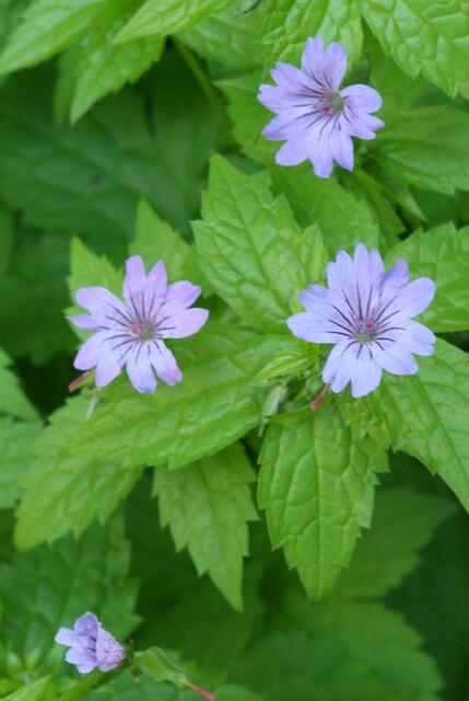 Garden basics 60x Geranium nodosum - ↕10-25cm - Ø9cm (47810)