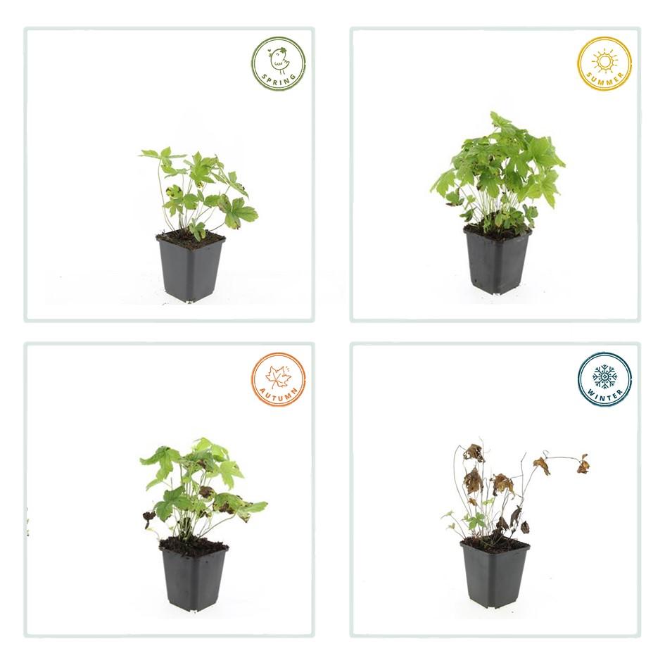 Garden basics 60x Geranium nodosum - ↕10-25cm - Ø9cm (47810)