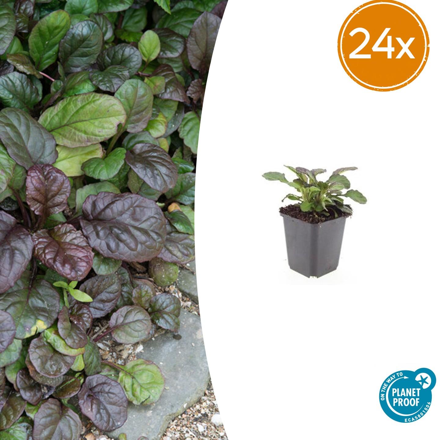 Garden basics 24x Ajuga reptans 'Catlin's Giant' - ↕10-25cm - Ø9cm (50362)
