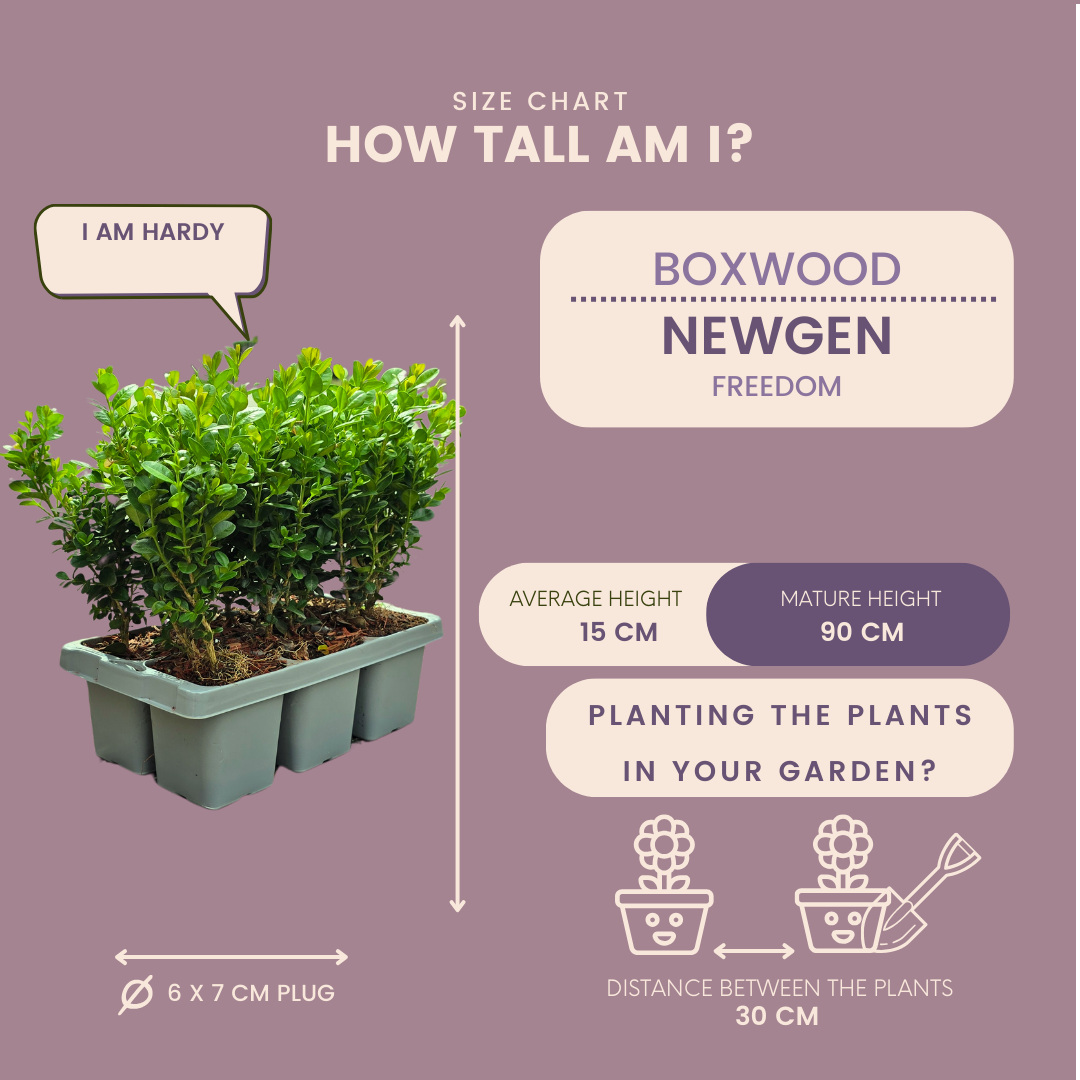 Plants by frank 4 x 6-Pack Buxus NewGen Freedom – Winterharde Groenblijvende Struiken 24 x Ø7 cm | Compacte Buxus (50232)