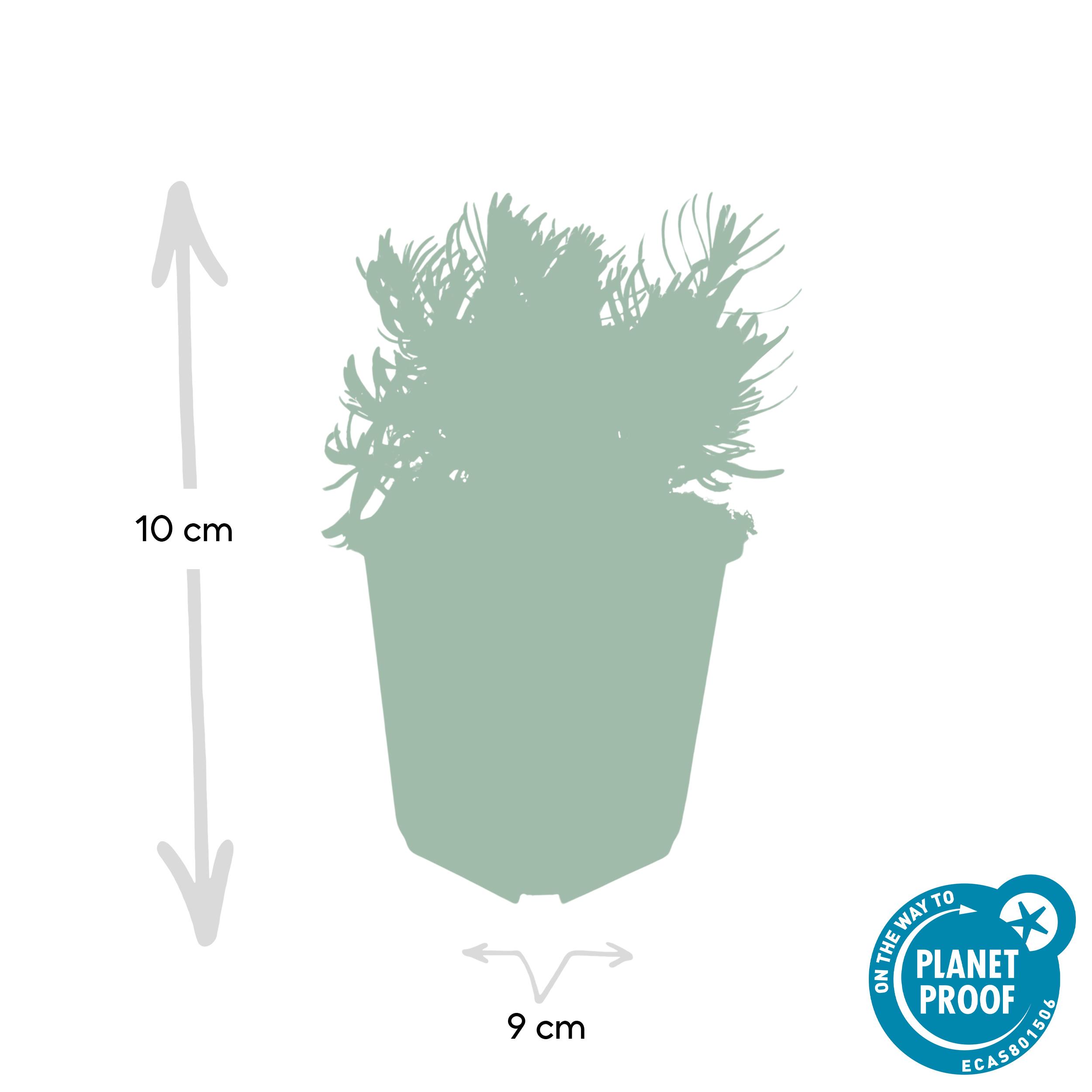 Garden basics 60x Lavandula 'Hidcote' - ↕10-25cm - Ø9cm (46948)