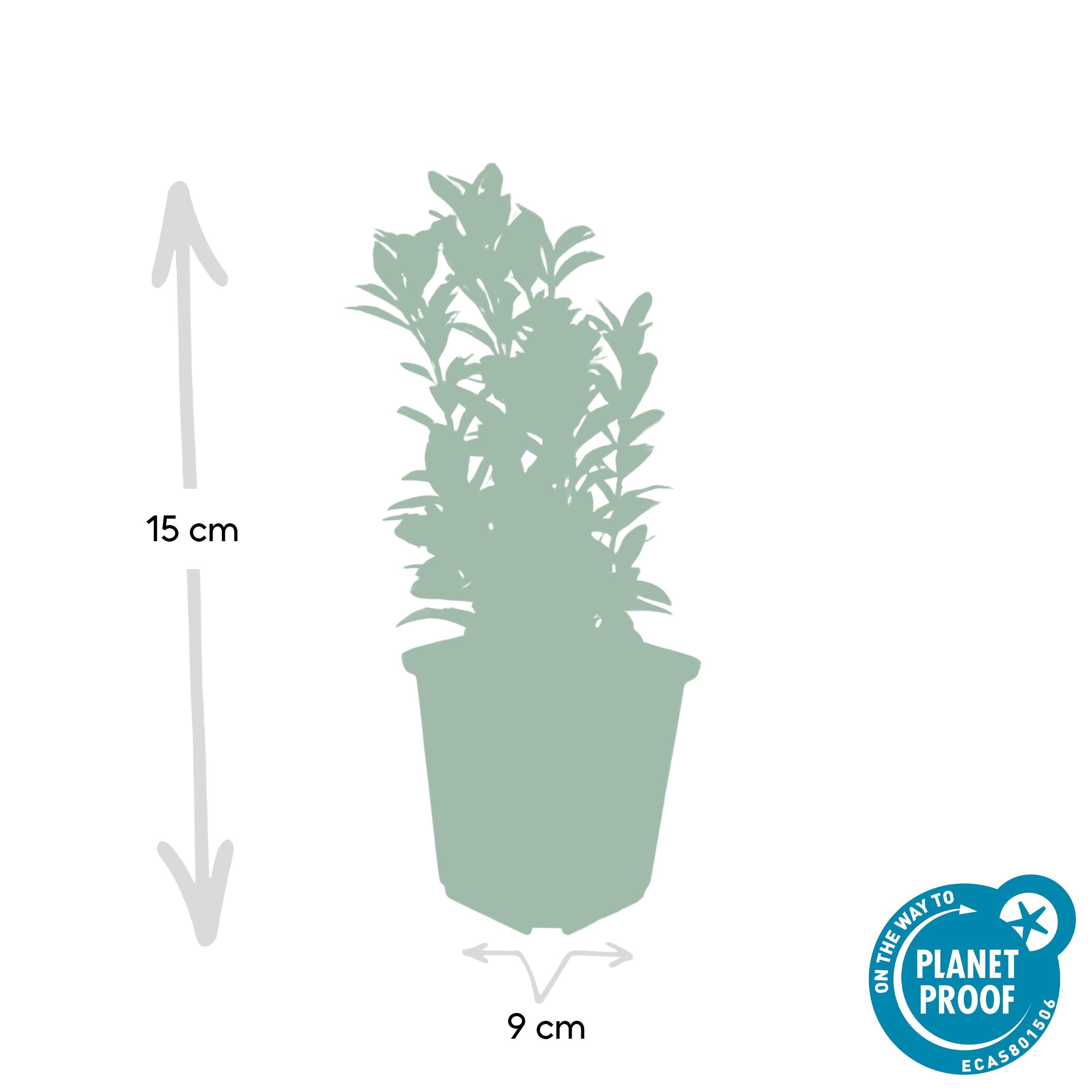 Garden basics 24x Euonymus jap. Green Spire - ↕10-25cm - Ø9cm (50318)