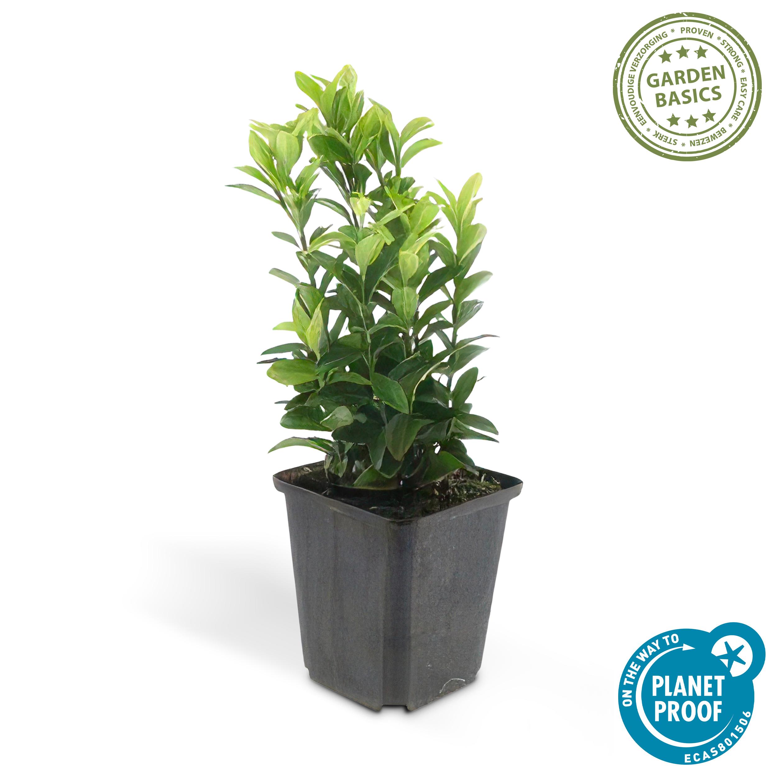Garden basics 24x Euonymus jap. Green Spire - ↕10-25cm - Ø9cm (50318)