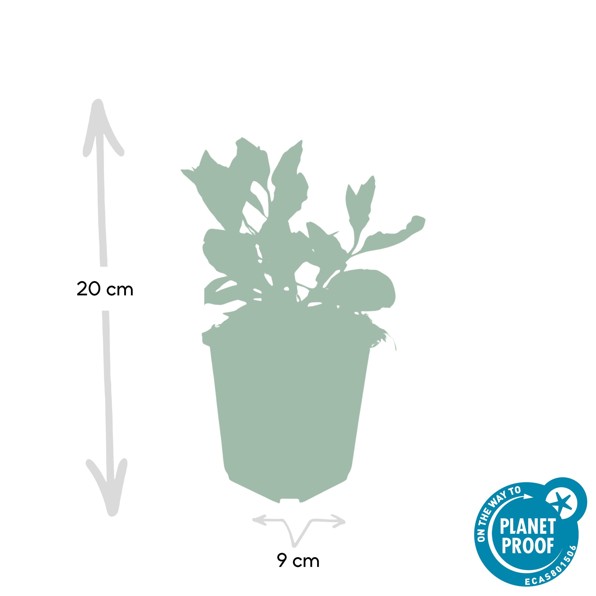 Garden basics 60x Aster ageratoides 'Asran' - ↕10-25cm - Ø9cm (46873)
