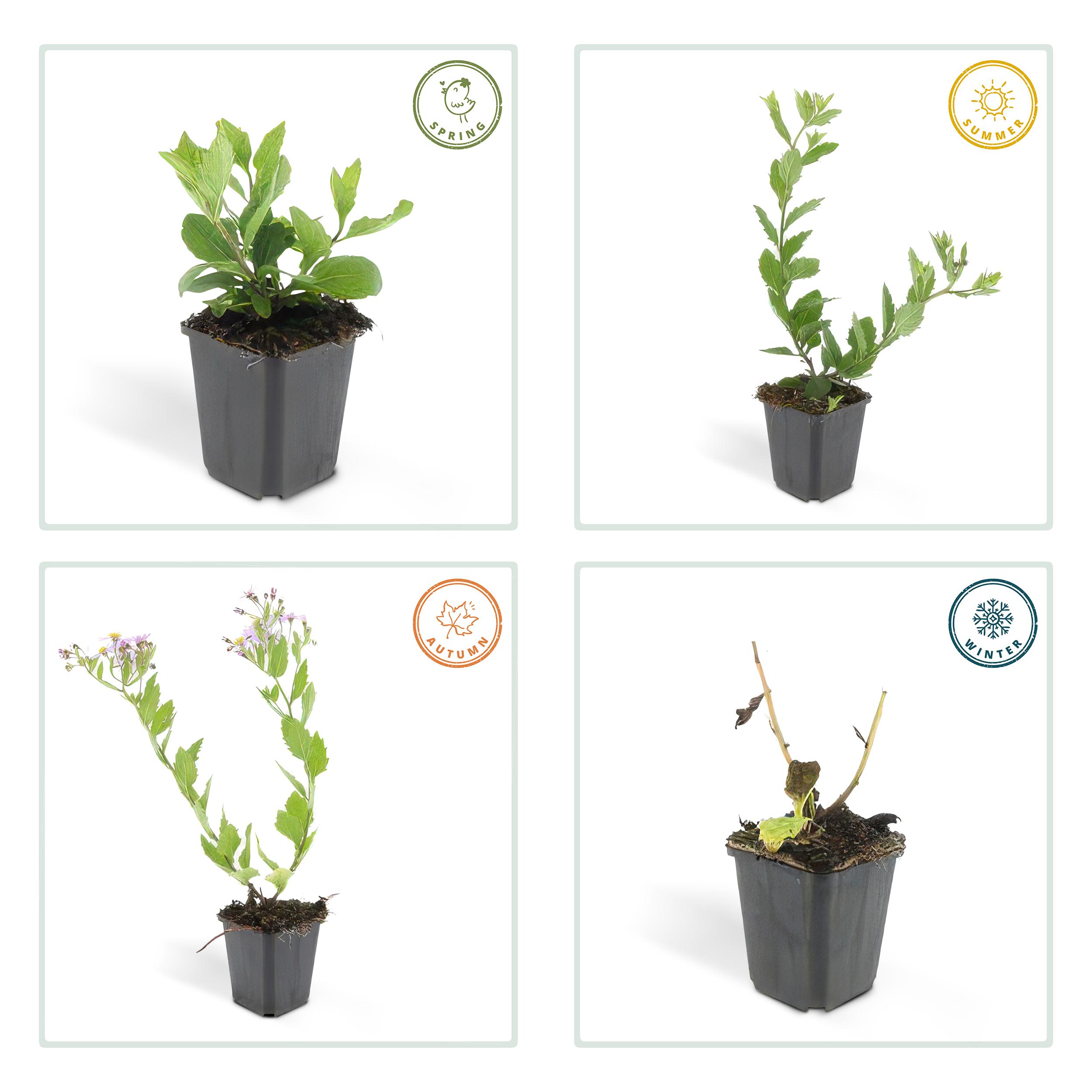 Garden basics 60x Aster ageratoides 'Asran' - ↕10-25cm - Ø9cm (46873)