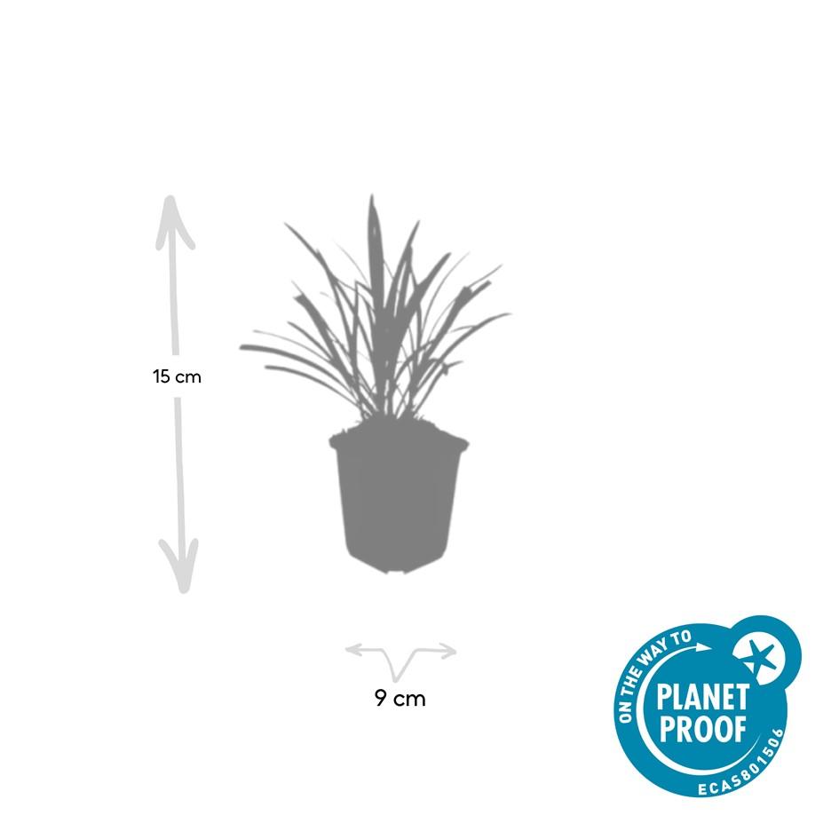 Garden basics 12x Liriope muscari 'Ingwersen' - ↕10-25cm - Ø9cm (47897)