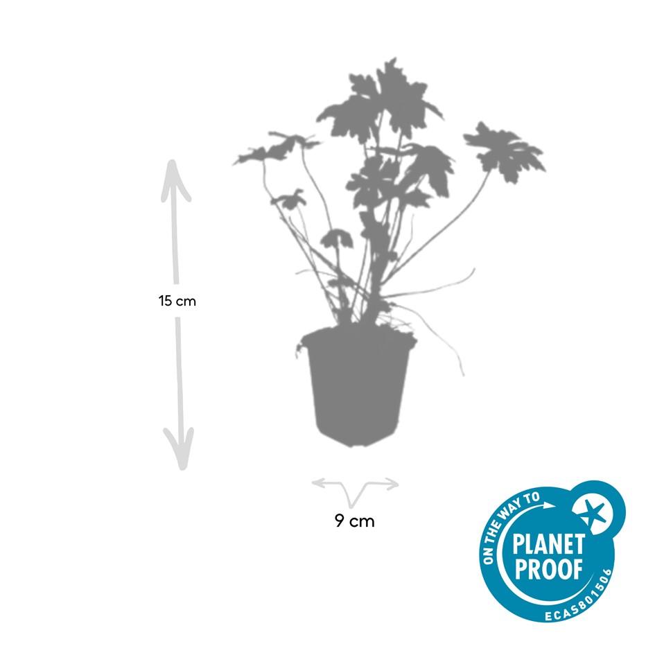 Garden basics 48x Geranium macrorrhizum - ↕10-25cm - Ø9cm (50429)