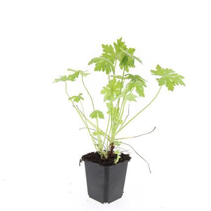 Garden basics 48x Geranium macrorrhizum - ↕10-25cm - Ø9cm (50429)