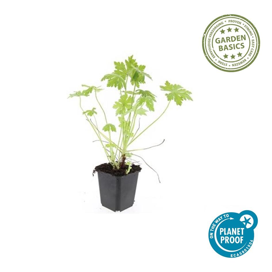 Garden basics 48x Geranium macrorrhizum - ↕10-25cm - Ø9cm (50429)