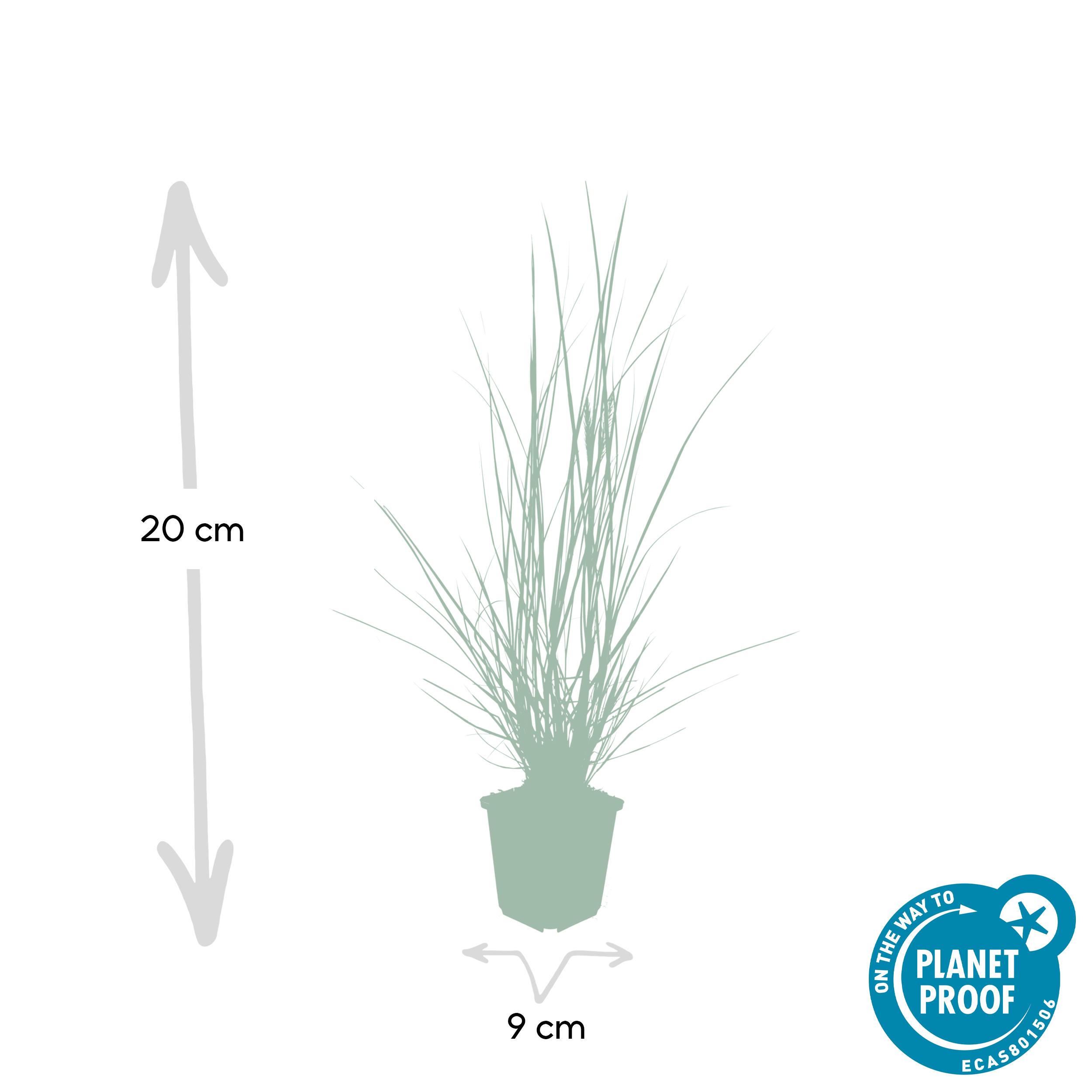 Garden basics 6x Pennisetum alopecuroides 'Hameln' - ↕10-25cm - Ø9cm (46980)