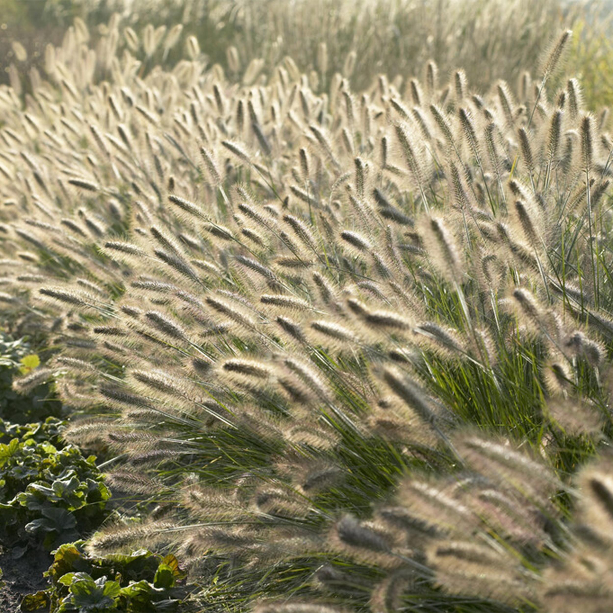 Garden basics 6x Pennisetum alopecuroides 'Hameln' - ↕10-25cm - Ø9cm (46980)
