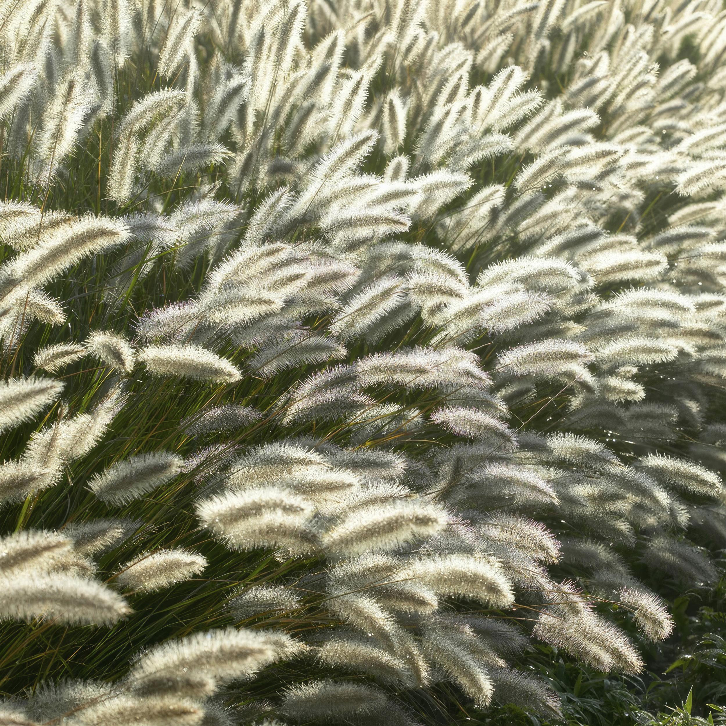 Garden basics 6x Pennisetum alopecuroides 'Hameln' - ↕10-25cm - Ø9cm (46980)