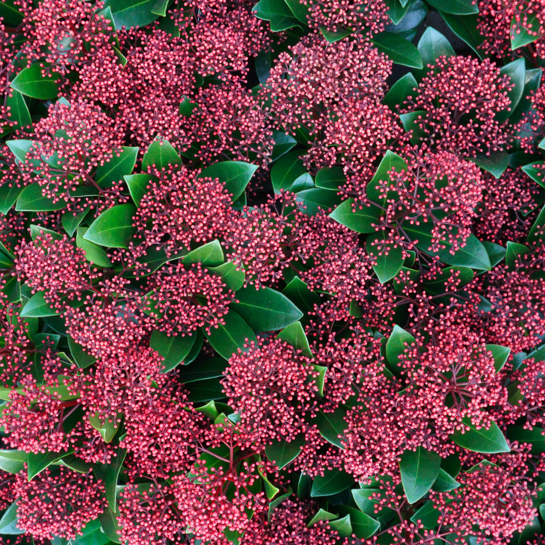Premium basics Set van 3 Skimmia 'Rubella' – Ø10,5 cm – ↨ 20-25 cm (54895)