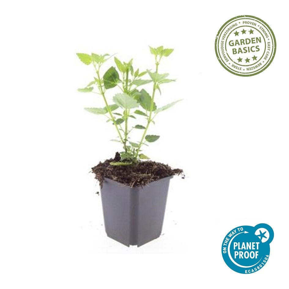 Garden basics 48x Agastache 'Blue Fortune' - ↕10-25cm - Ø9cm (50359)
