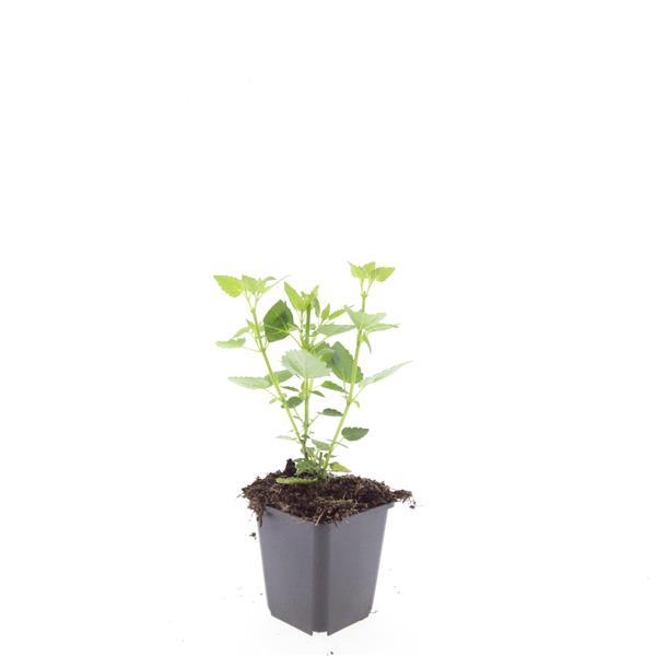 Garden basics 48x Agastache 'Blue Fortune' - ↕10-25cm - Ø9cm (50359)