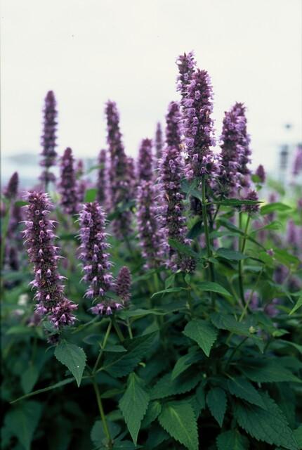 Garden basics 48x Agastache 'Blue Fortune' - ↕10-25cm - Ø9cm (50359)